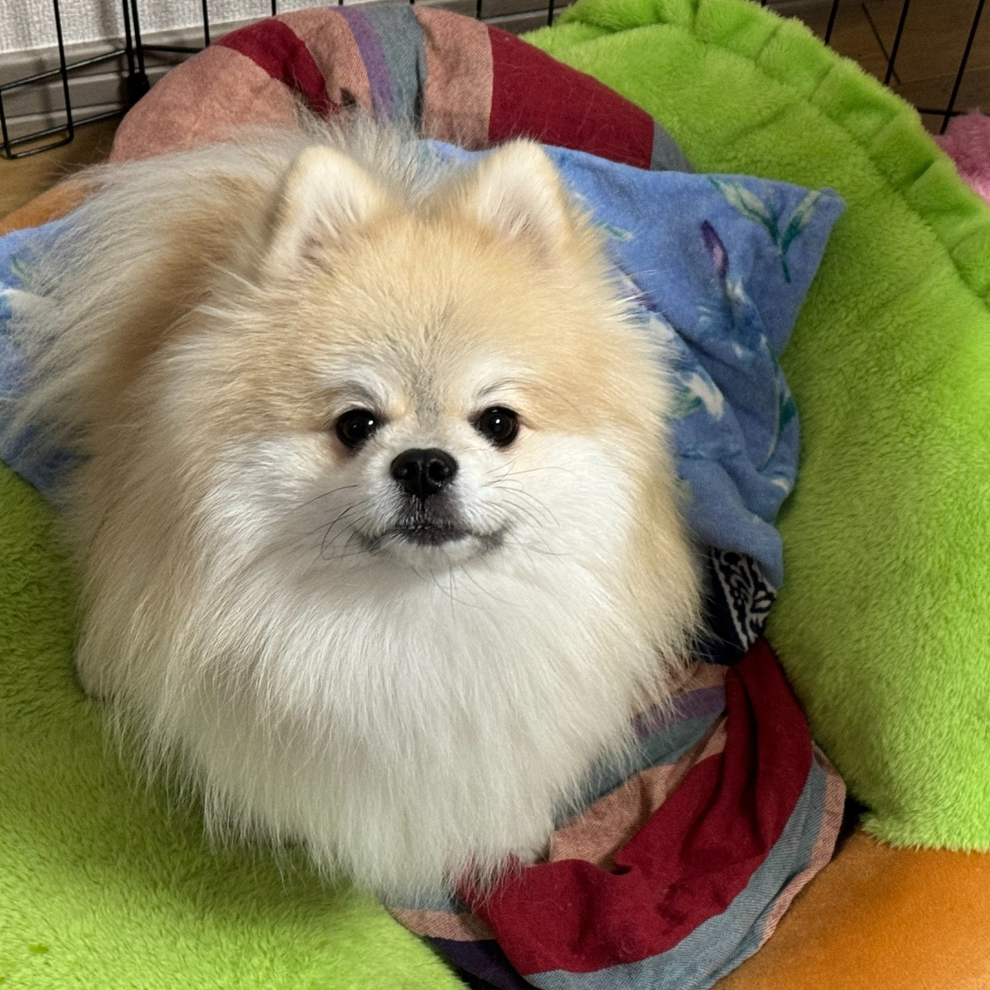 飼い主様の不在等も分かってしまう等のせキュリーティ面も加味し...