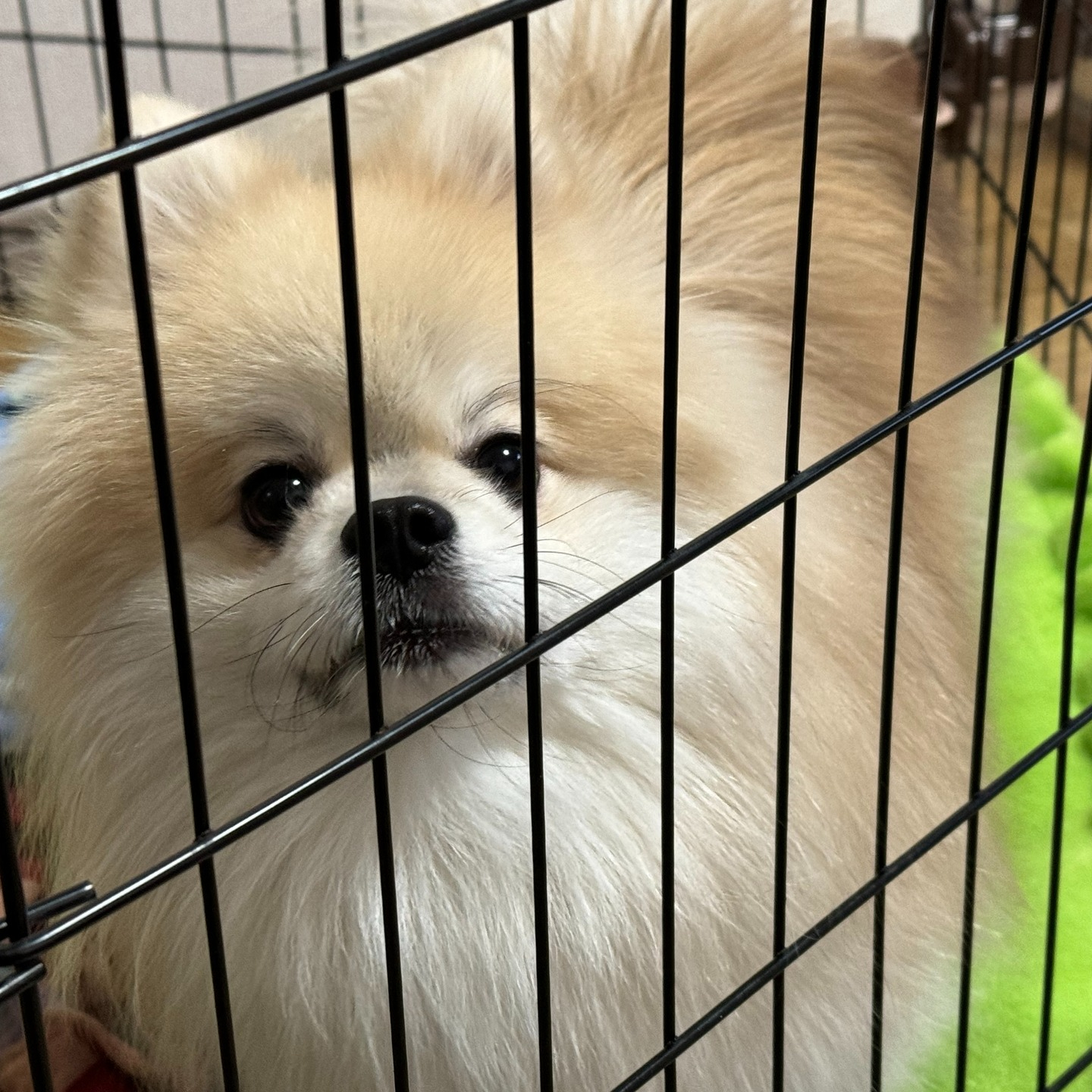 飼い主様の不在等も分かってしまう等のせキュリーティ面も加味し...