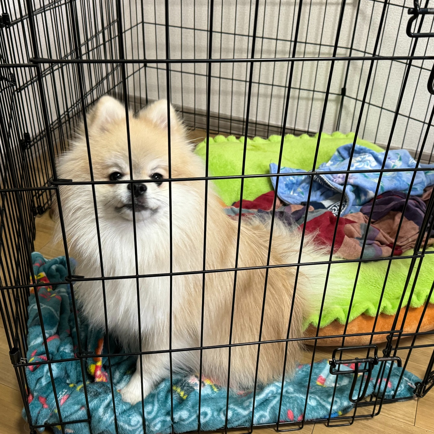 飼い主様の不在等も分かってしまう等のせキュリーティ面も加味し...
