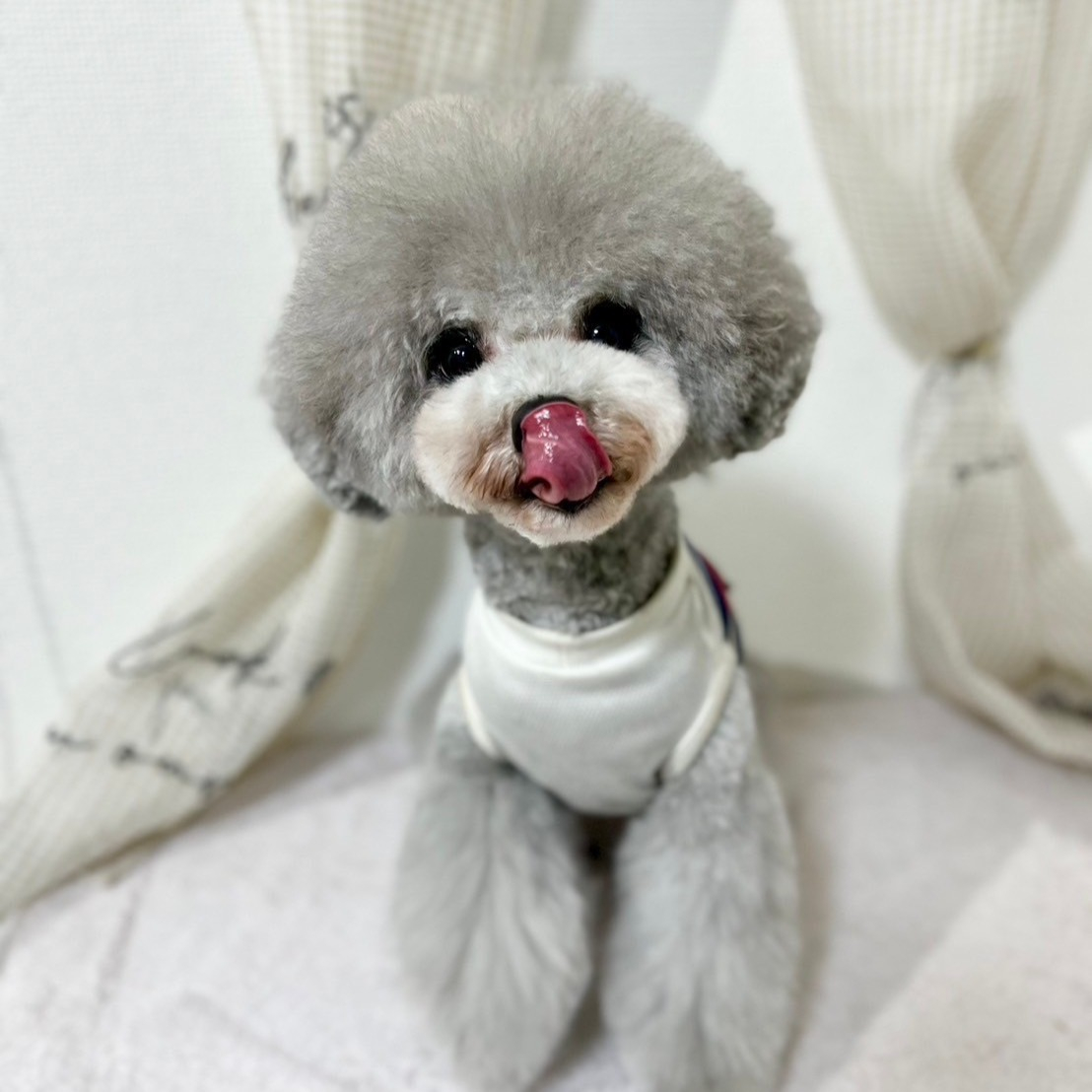 シッターさんのペット。