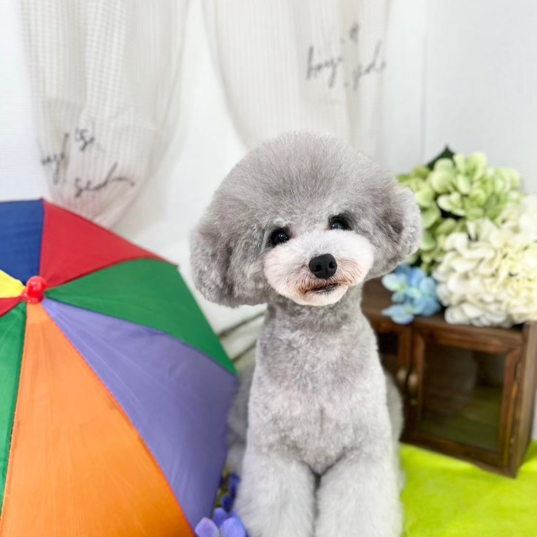 シッターさんのペット。