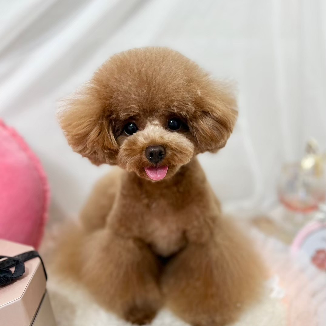 本日も同様にシッターさんのワンちゃん。