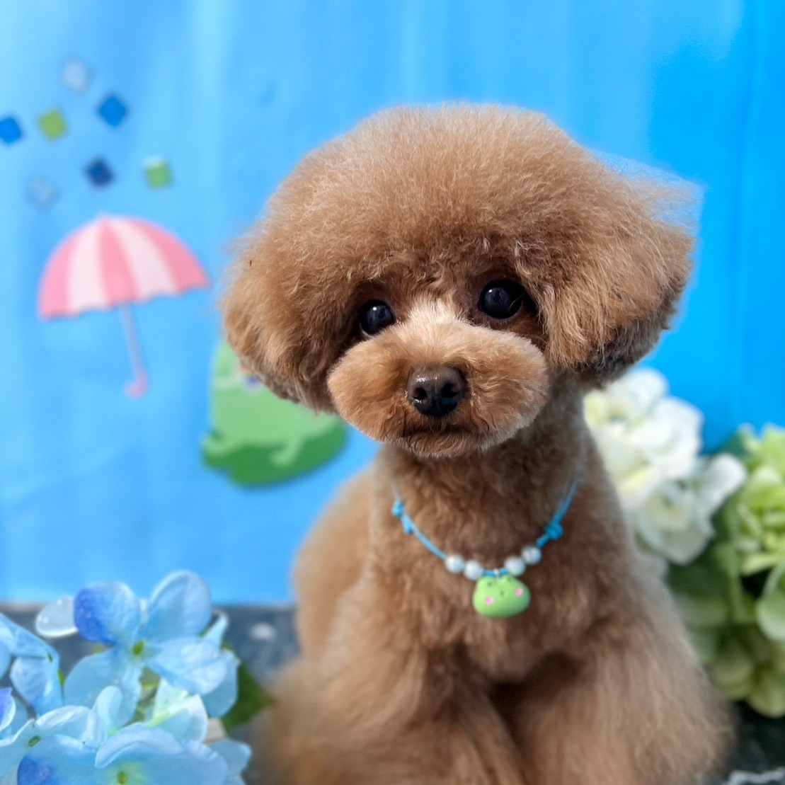 本日も同様にシッターさんのワンちゃん。