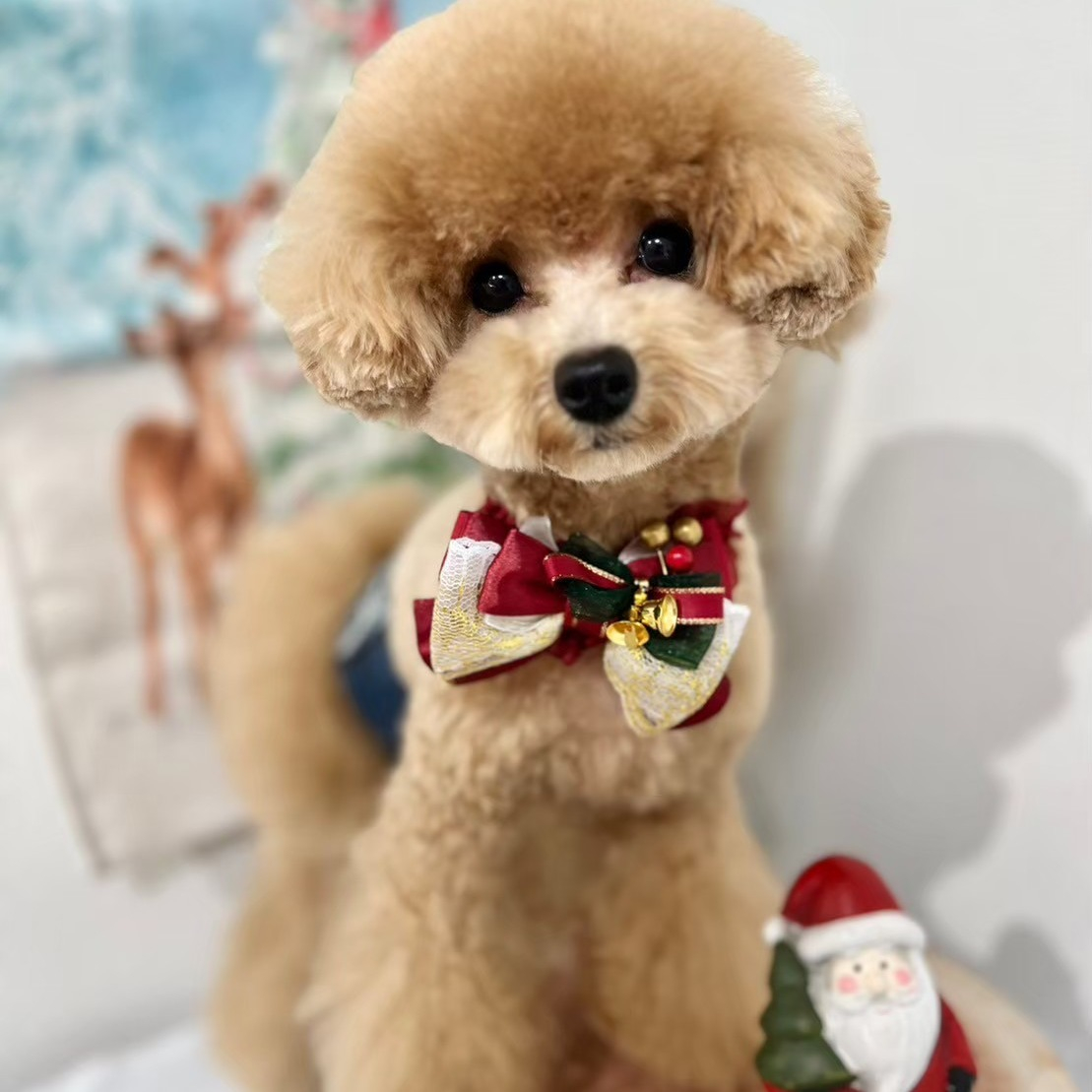 本日もシッターさん家のワンちゃんの登場です。