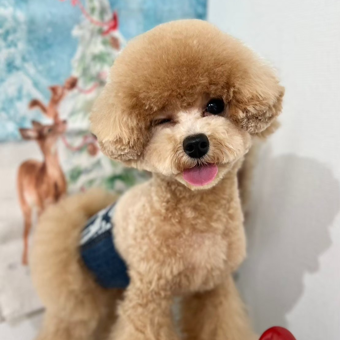 本日もシッターさん家のワンちゃんの登場です。