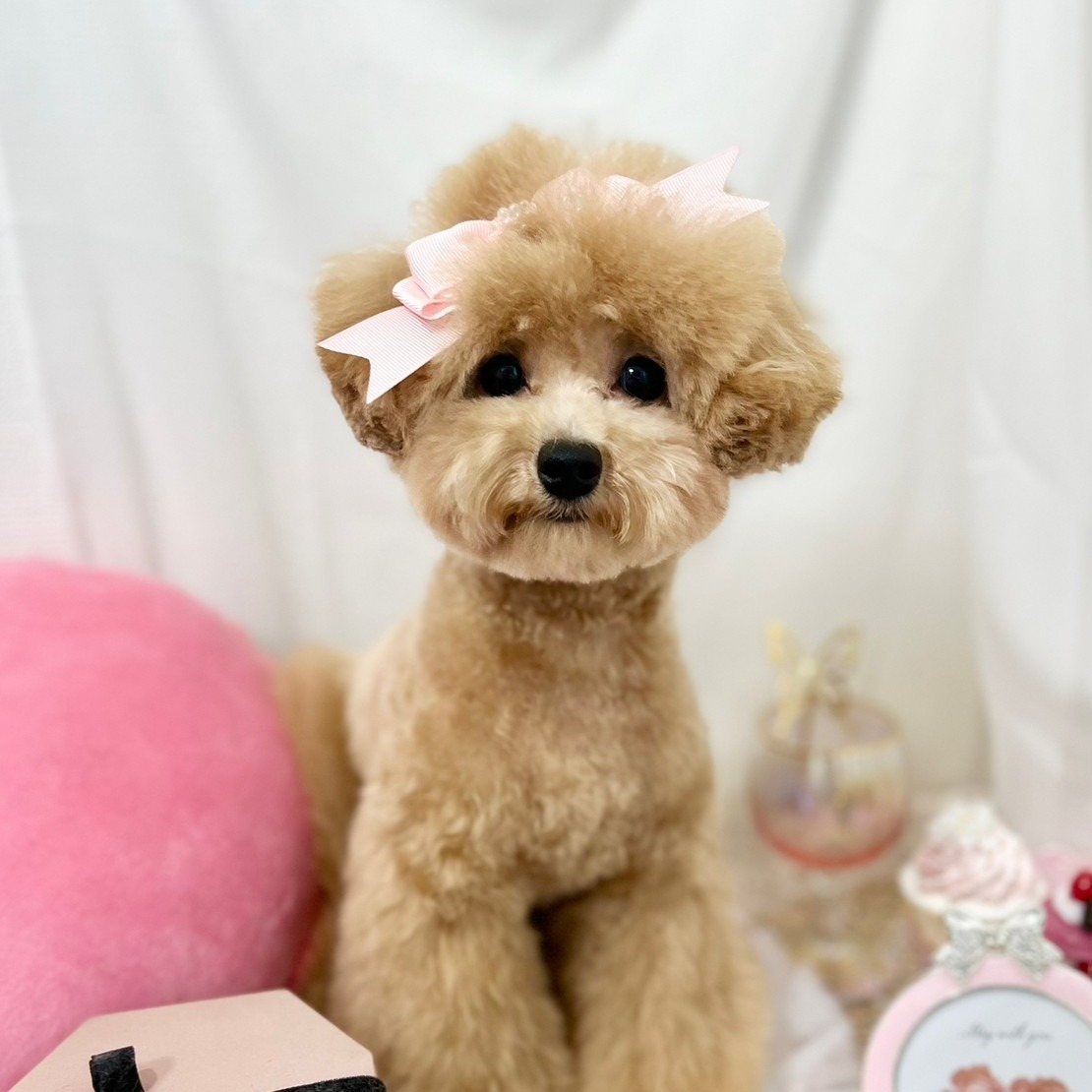 笑（ニコ）ちゃんがトリミングに行った際、トリマーさんが撮って...