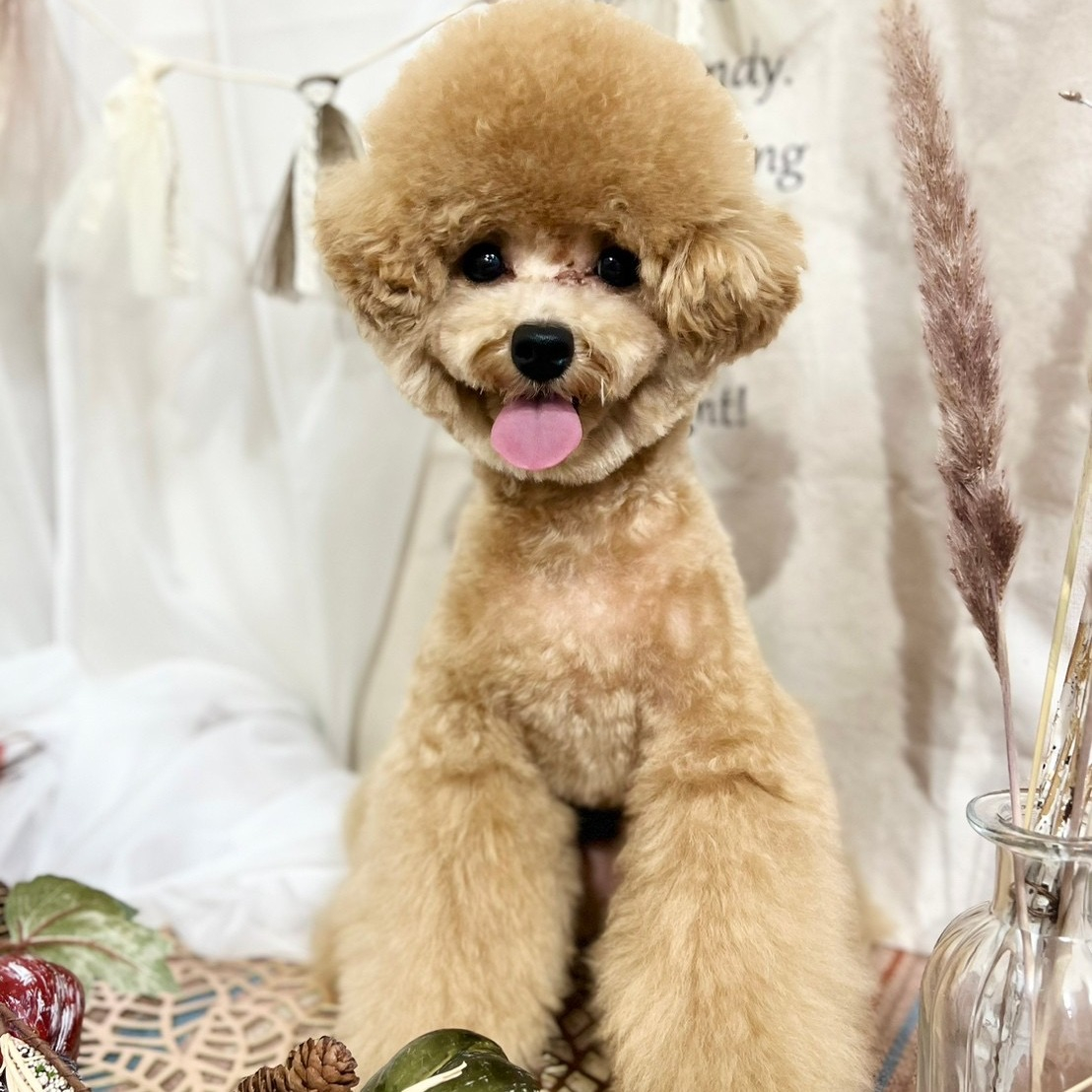 笑（ニコ）ちゃんがトリミングに行った際、トリマーさんが撮って...