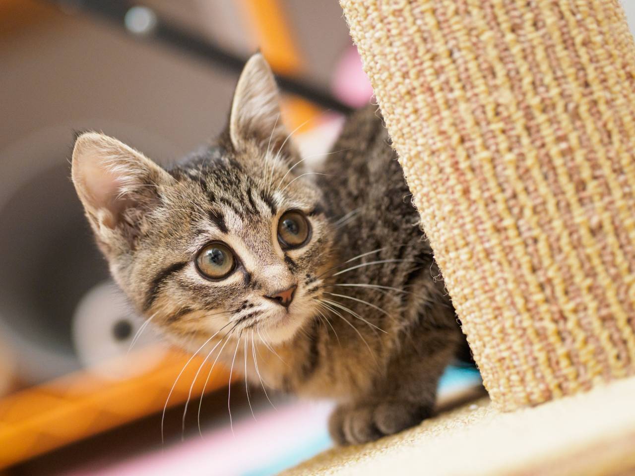 ペットシッターが教える猫の飼い方とブラッシングや爪研ぎの快適ケア術