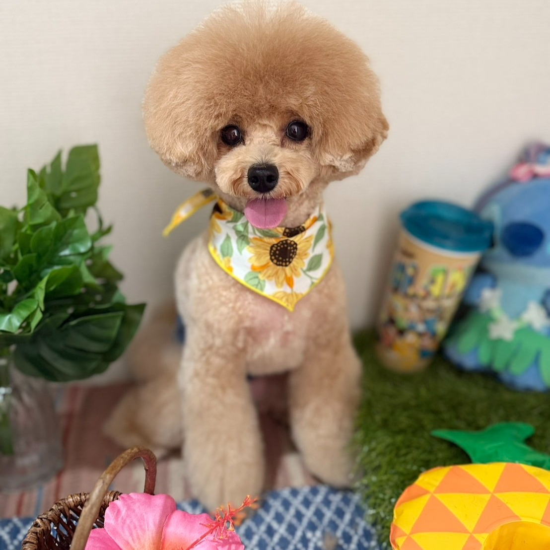笑ちゃん、トリミングに行ってきました。