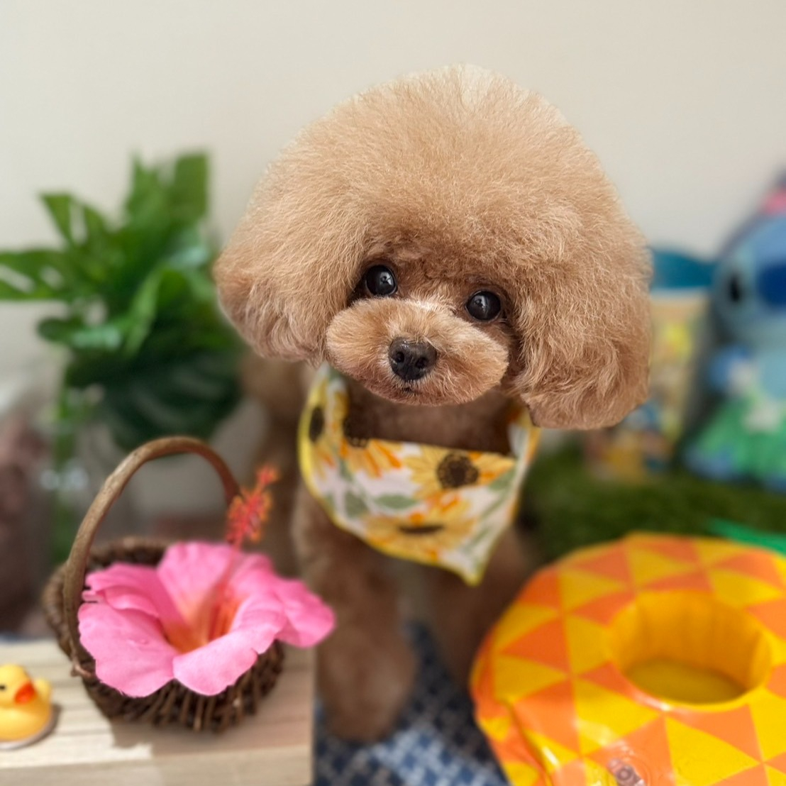 笑ちゃん、トリミングに行ってきました。