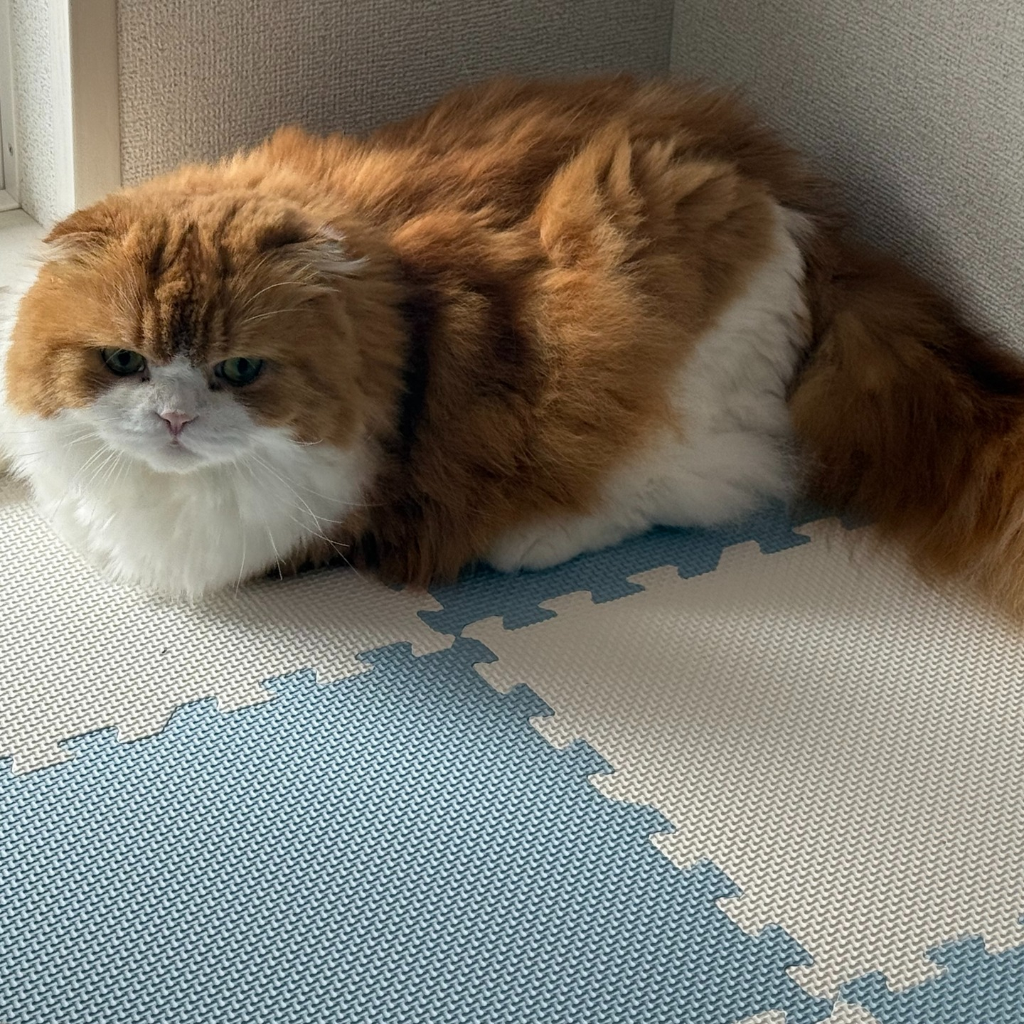 先週までのおよそ2週間お世話をさせていただいていた猫ちゃん。