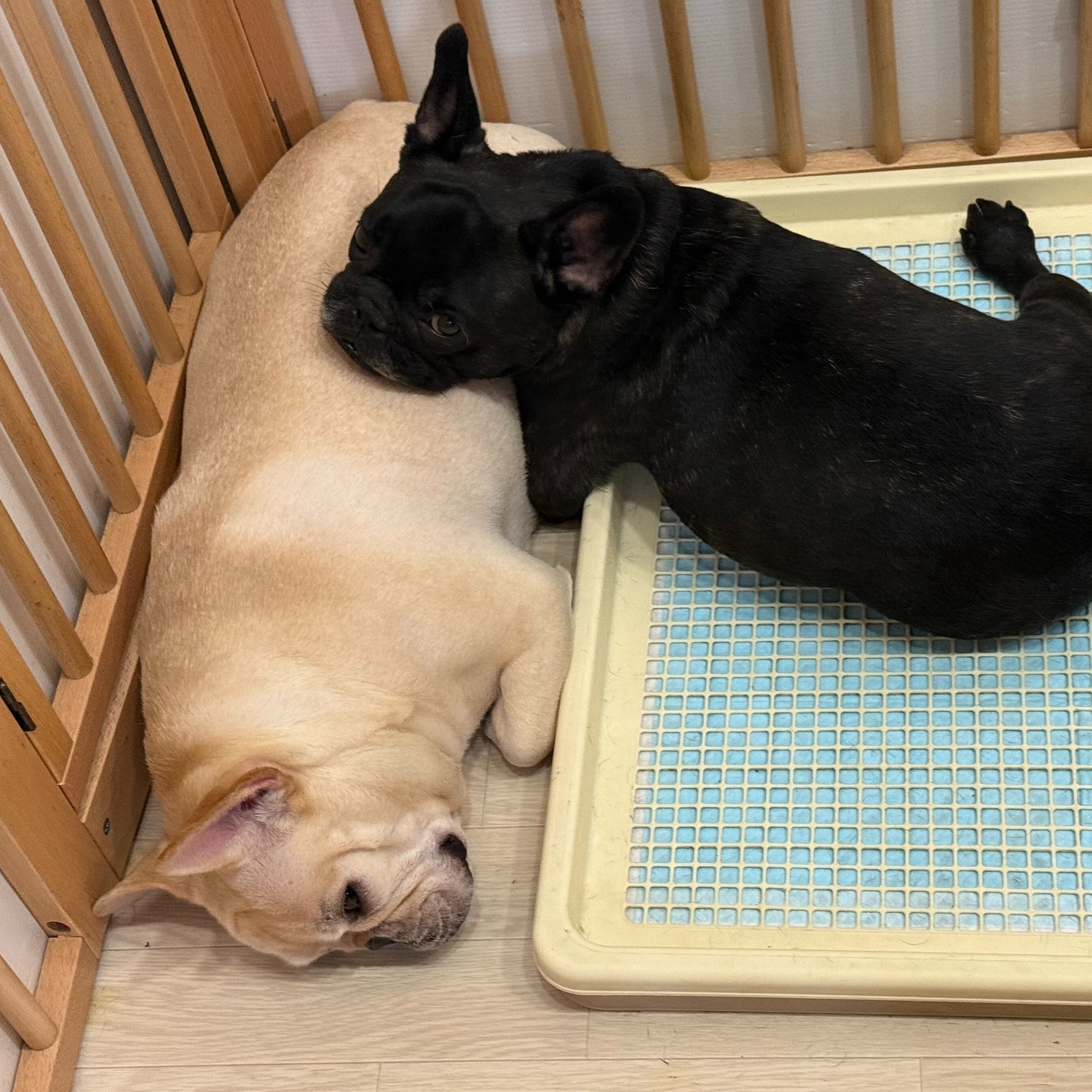 デラパルーラという有名な犬舎系の良血統とは聞いていたけど…