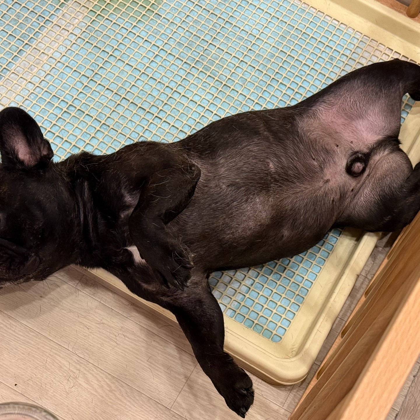デラパルーラという有名な犬舎系の良血統とは聞いていたけど…
