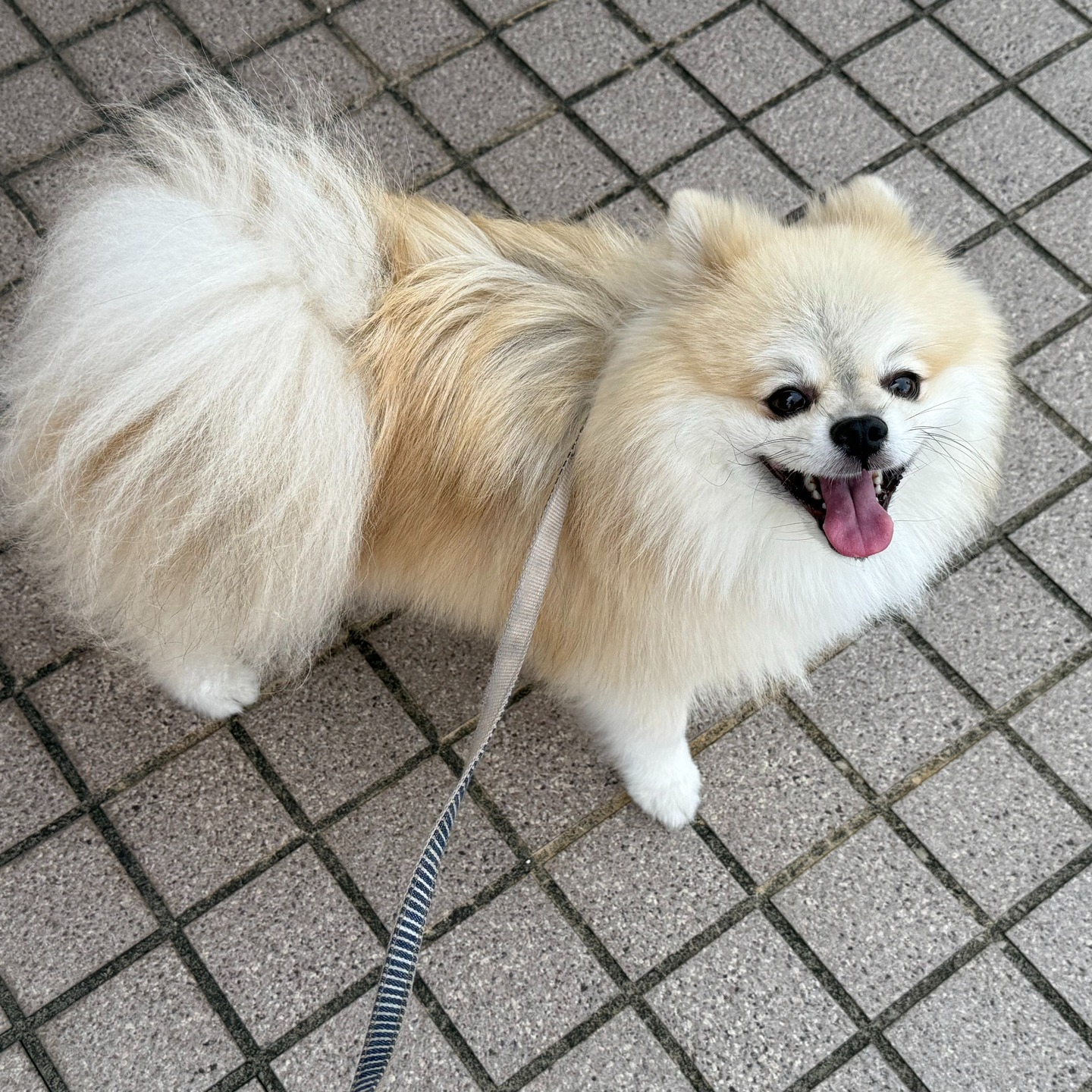 この週末に3日間お世話をさせていただいたポメラニアン。