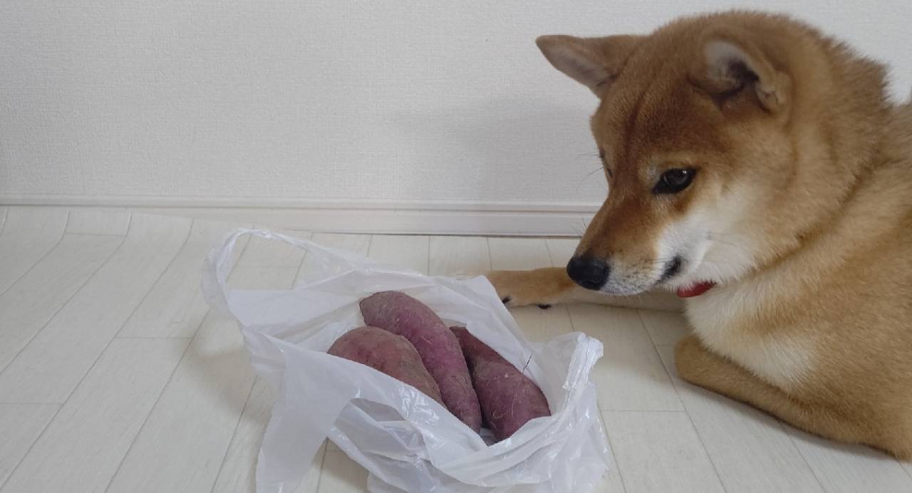 秋の味覚を活かすペット食事のコツ