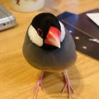 ホームページより、11月初旬に文鳥のお世話をさせていただく事...