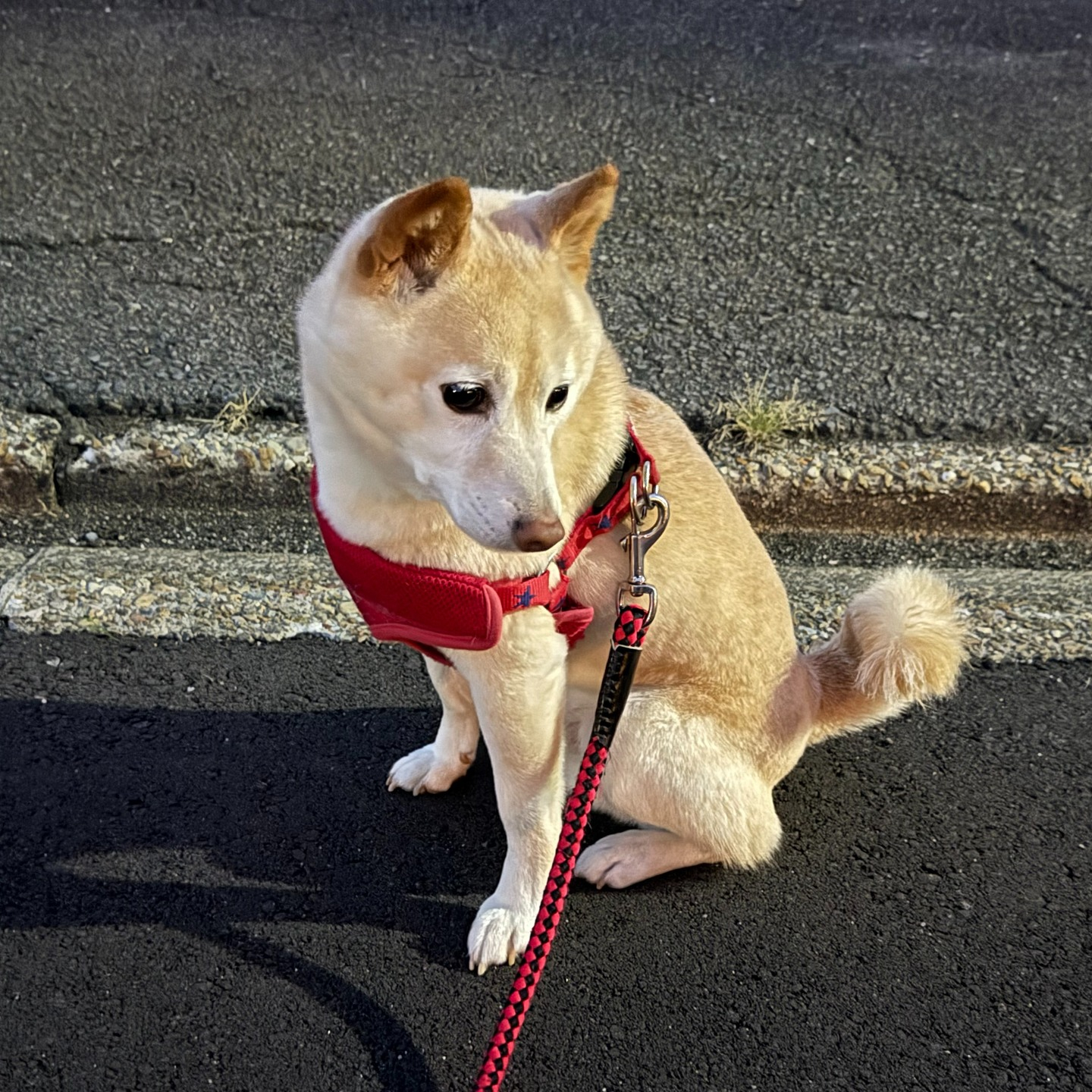 先週、飼い主様が急な坐骨神経痛のため２日間のお散歩代行のご依...