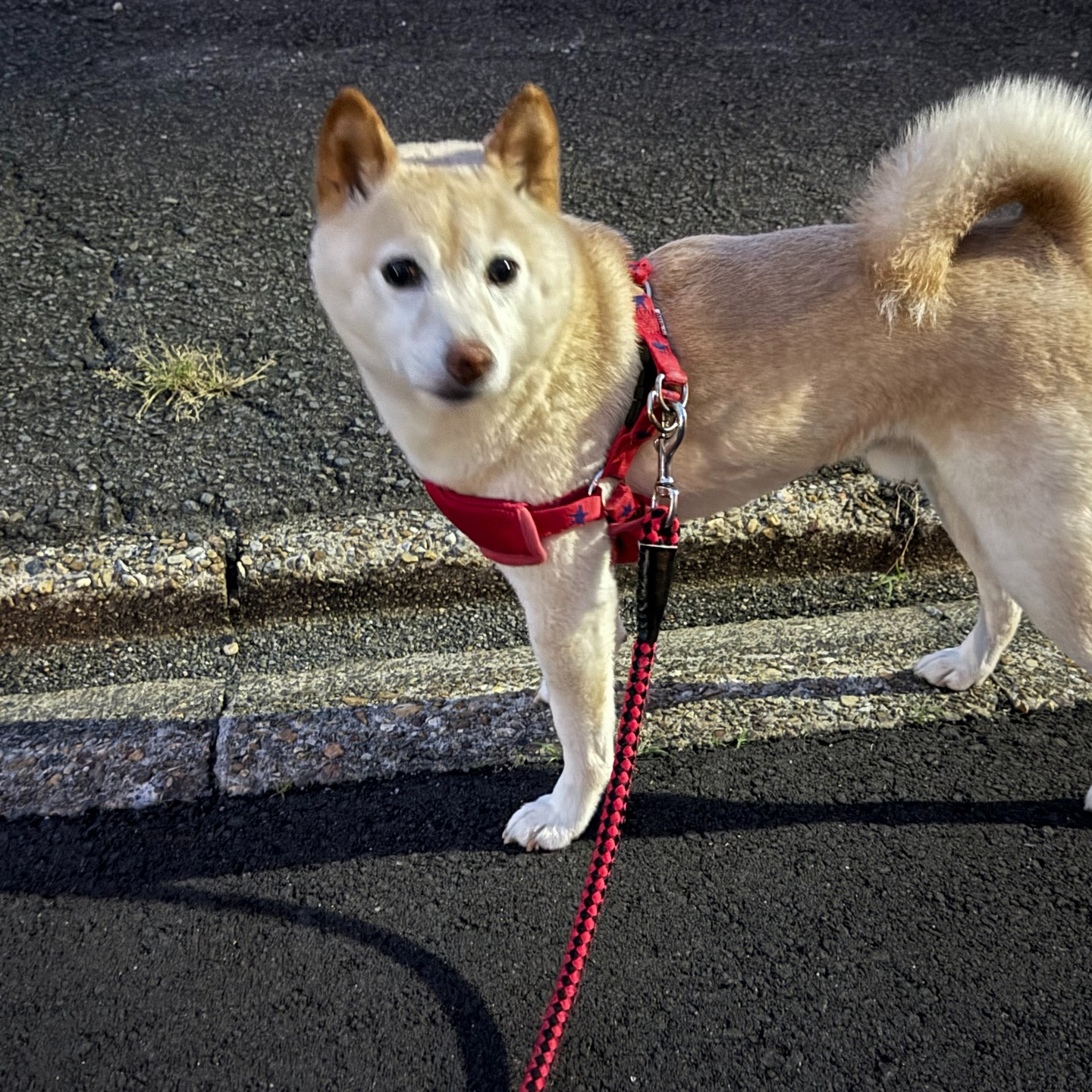 先週、飼い主様が急な坐骨神経痛のため２日間のお散歩代行のご依...