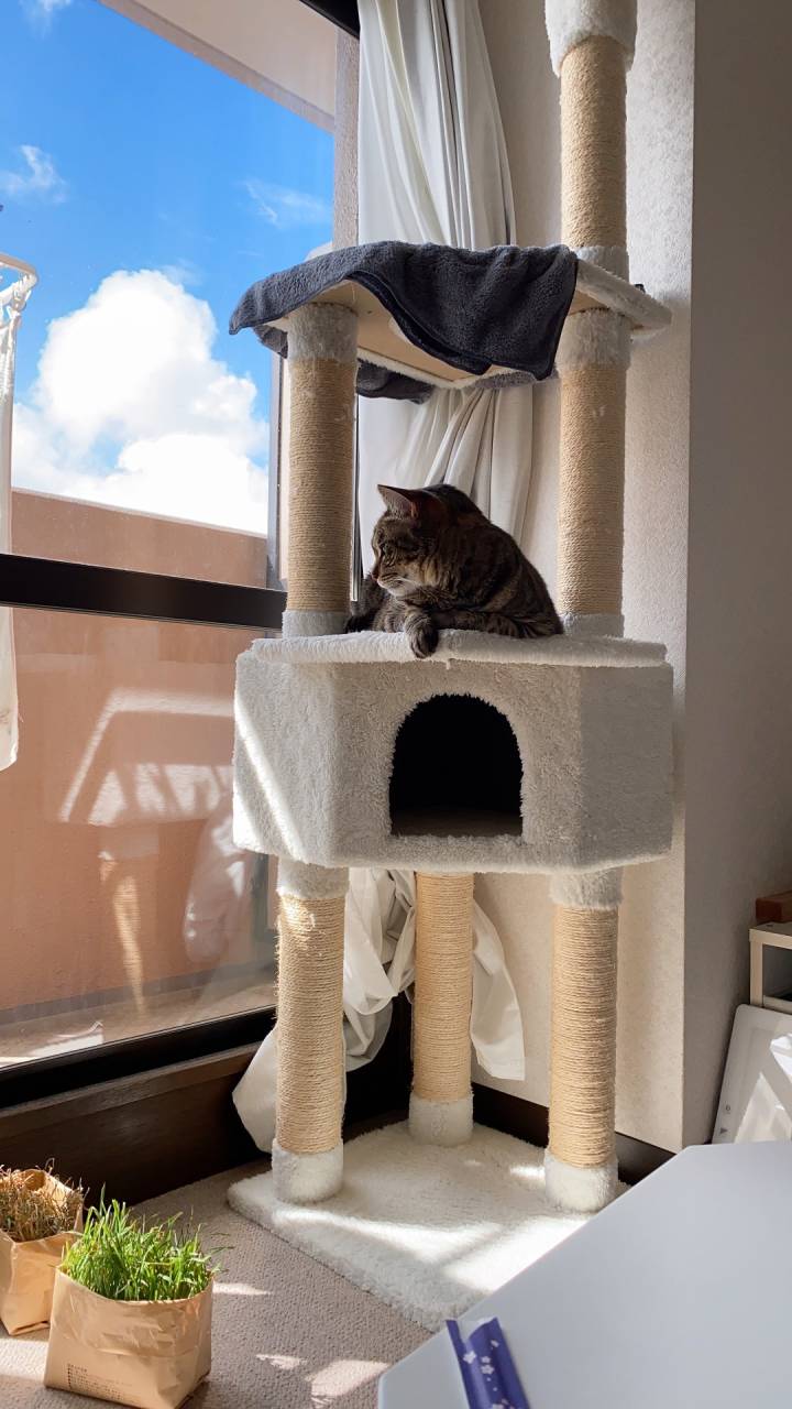 猫飼育に必要な安全対策まとめ