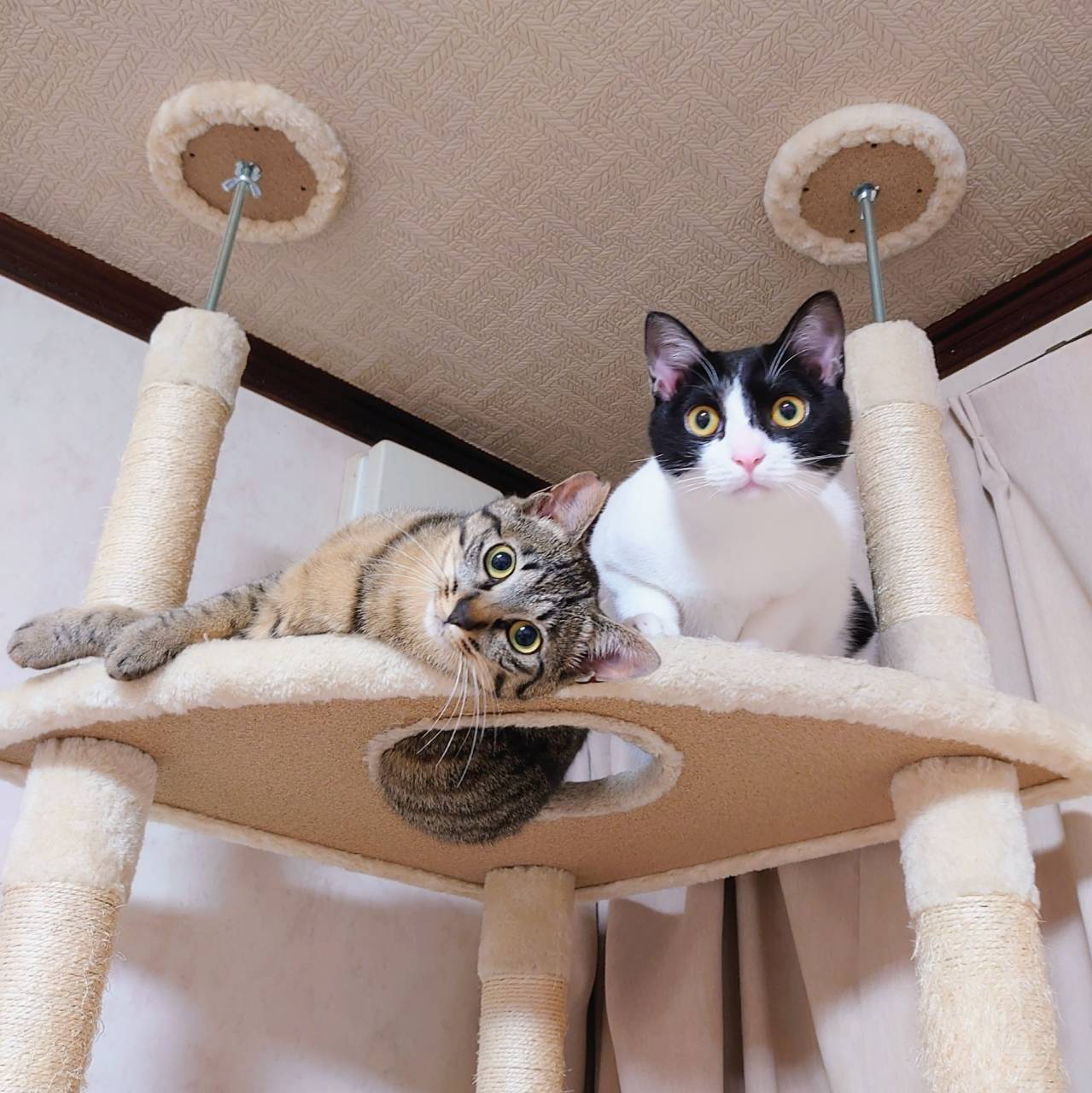 猫の種類別お世話法と名古屋のペットシッター