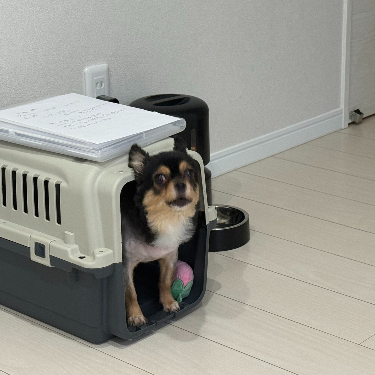 先週のお世話したワンちゃん。