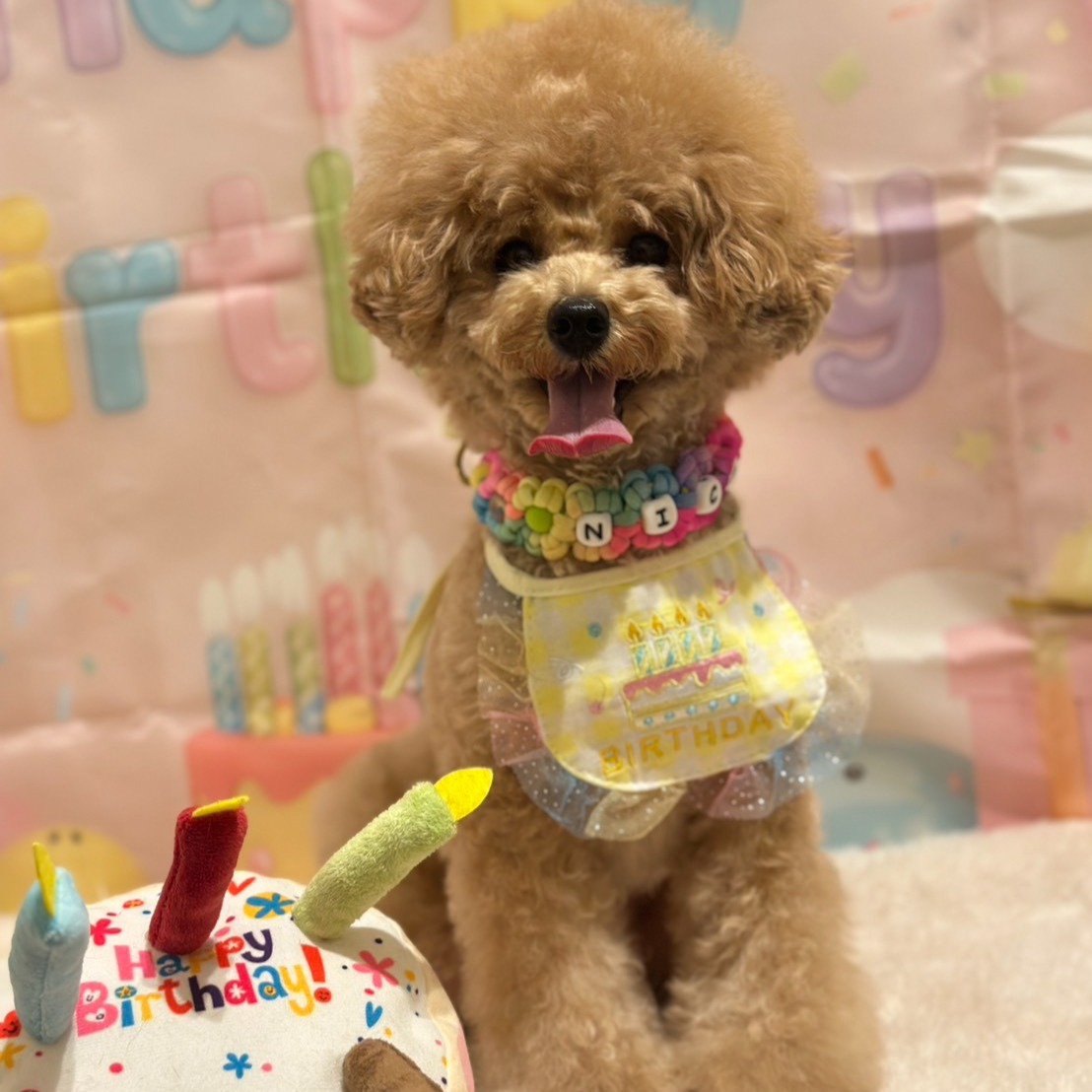 10月は笑（にこ）ちゃん、杏ちゃんの誕生日でした。