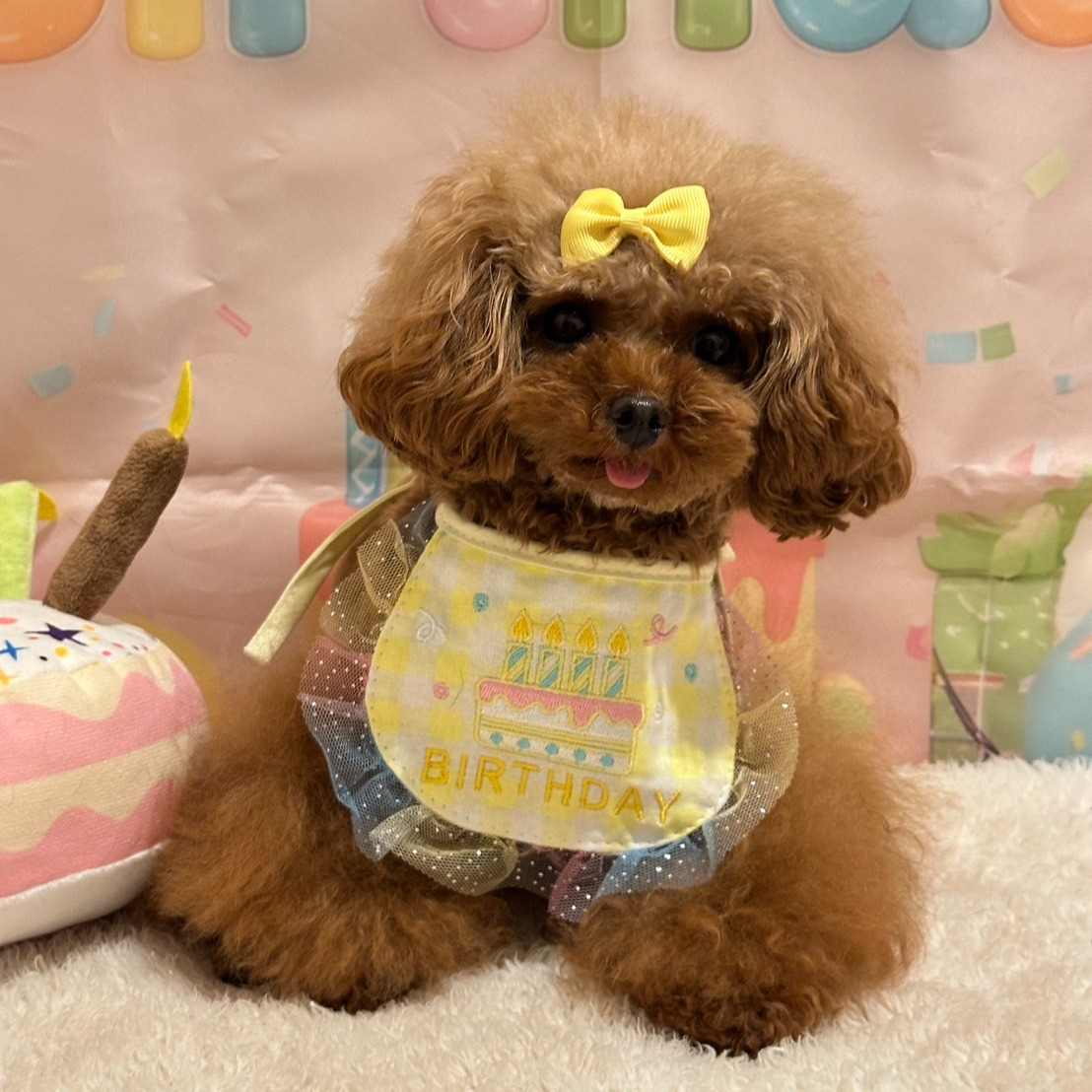 10月は笑（にこ）ちゃん、杏ちゃんの誕生日でした。