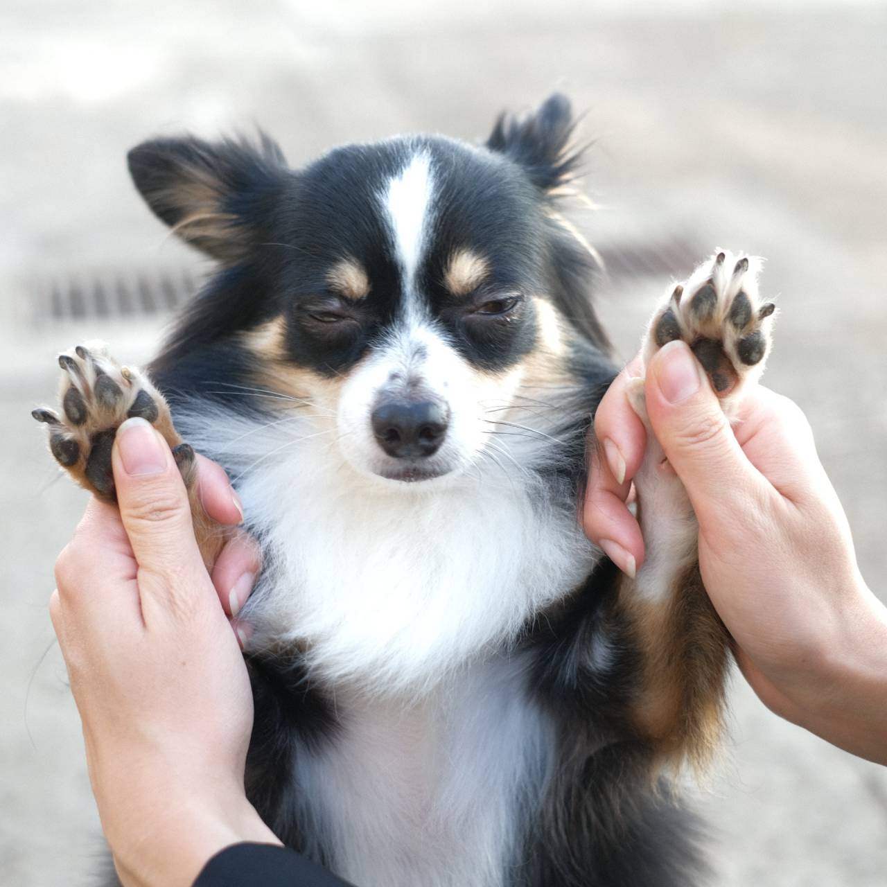 名古屋で評判のペットシッター肉球ケア