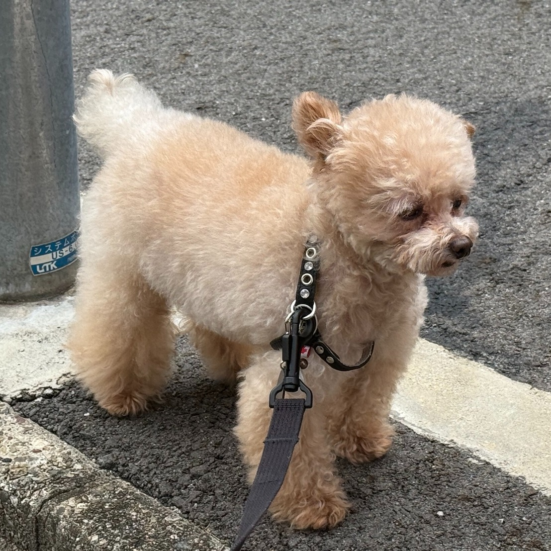 先週のシッター報告。