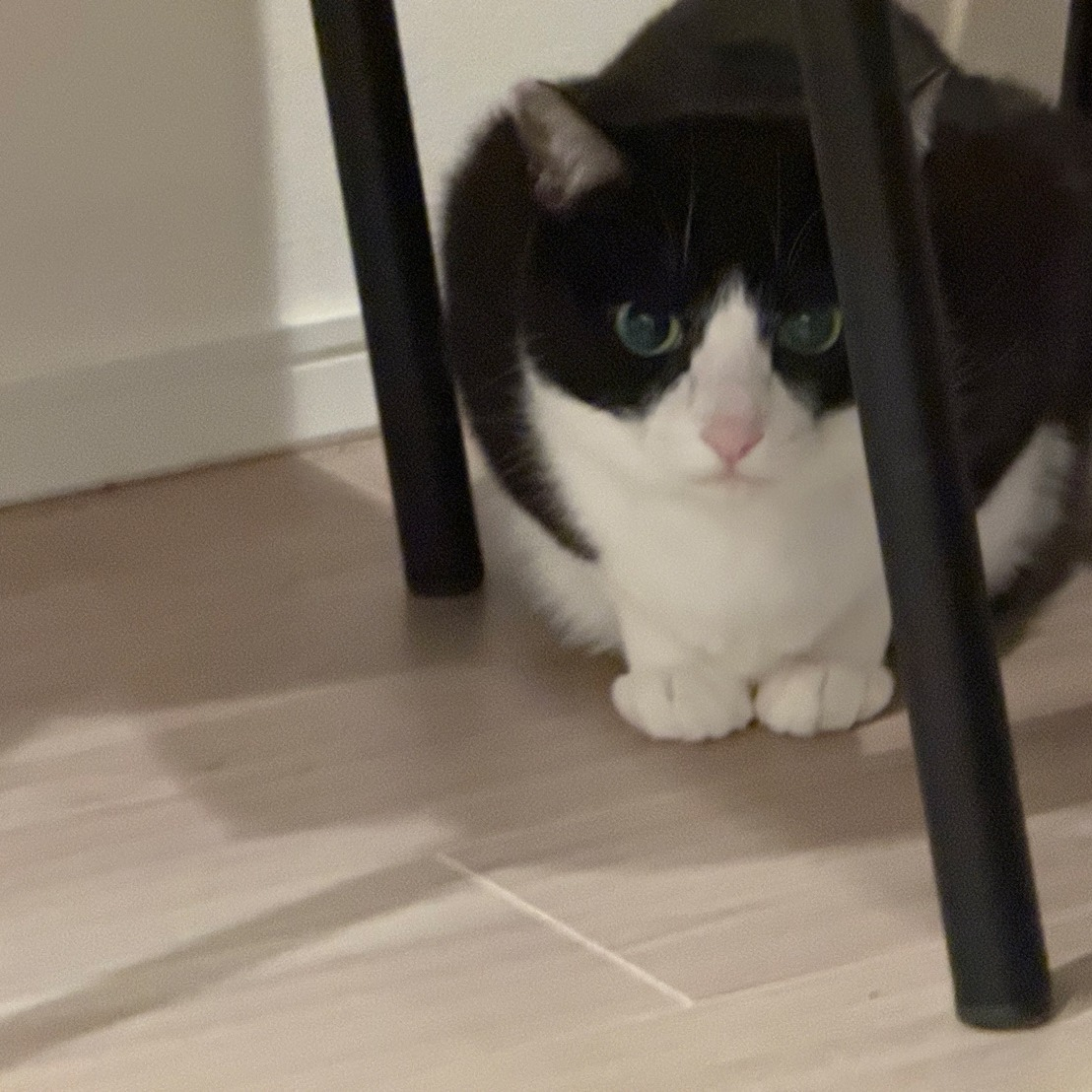 先週のシッター報告。