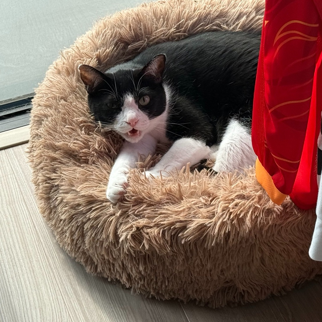 先週のシッター報告。