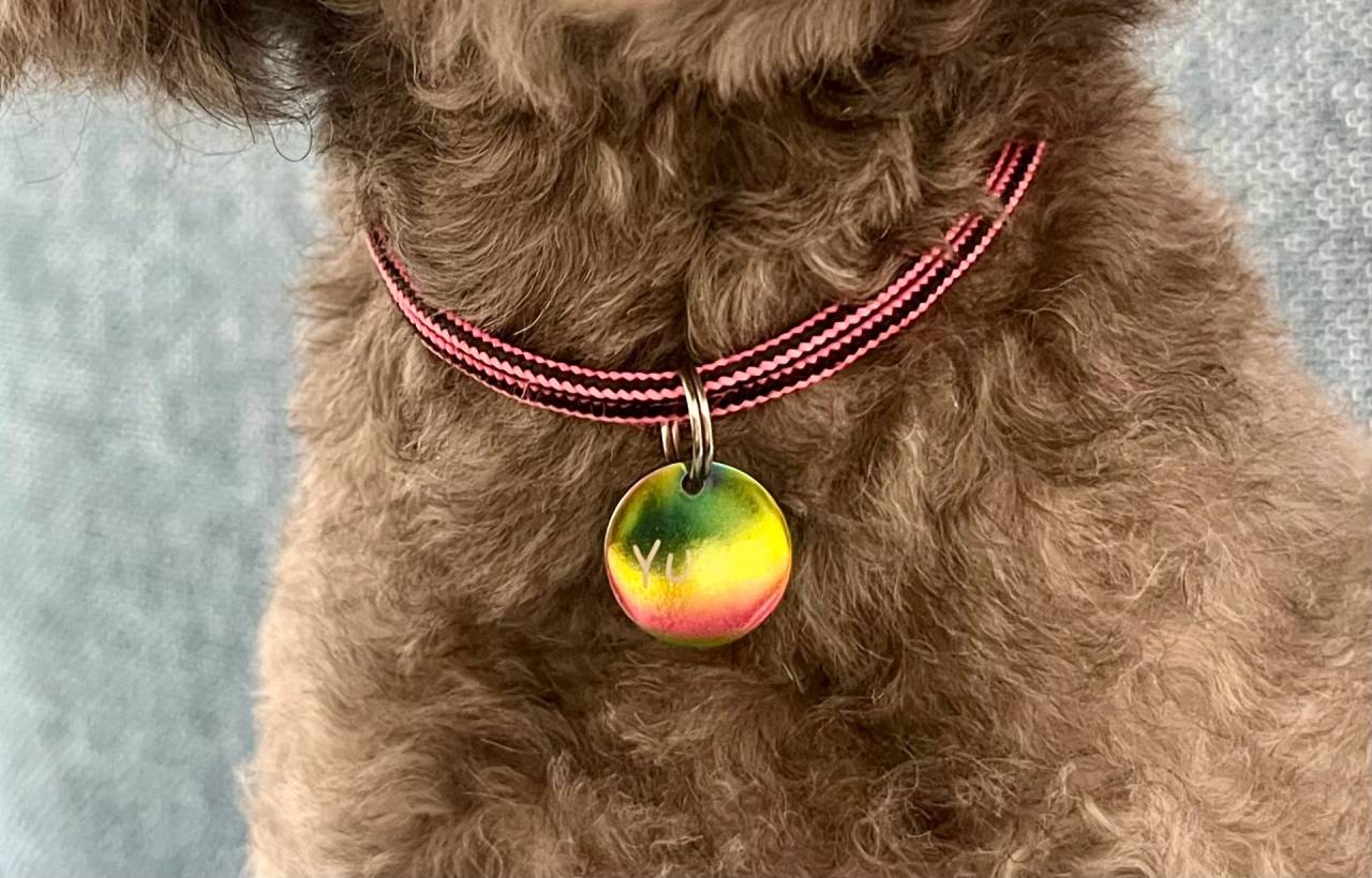 ペットシッターが教える迷子札管理の重要性