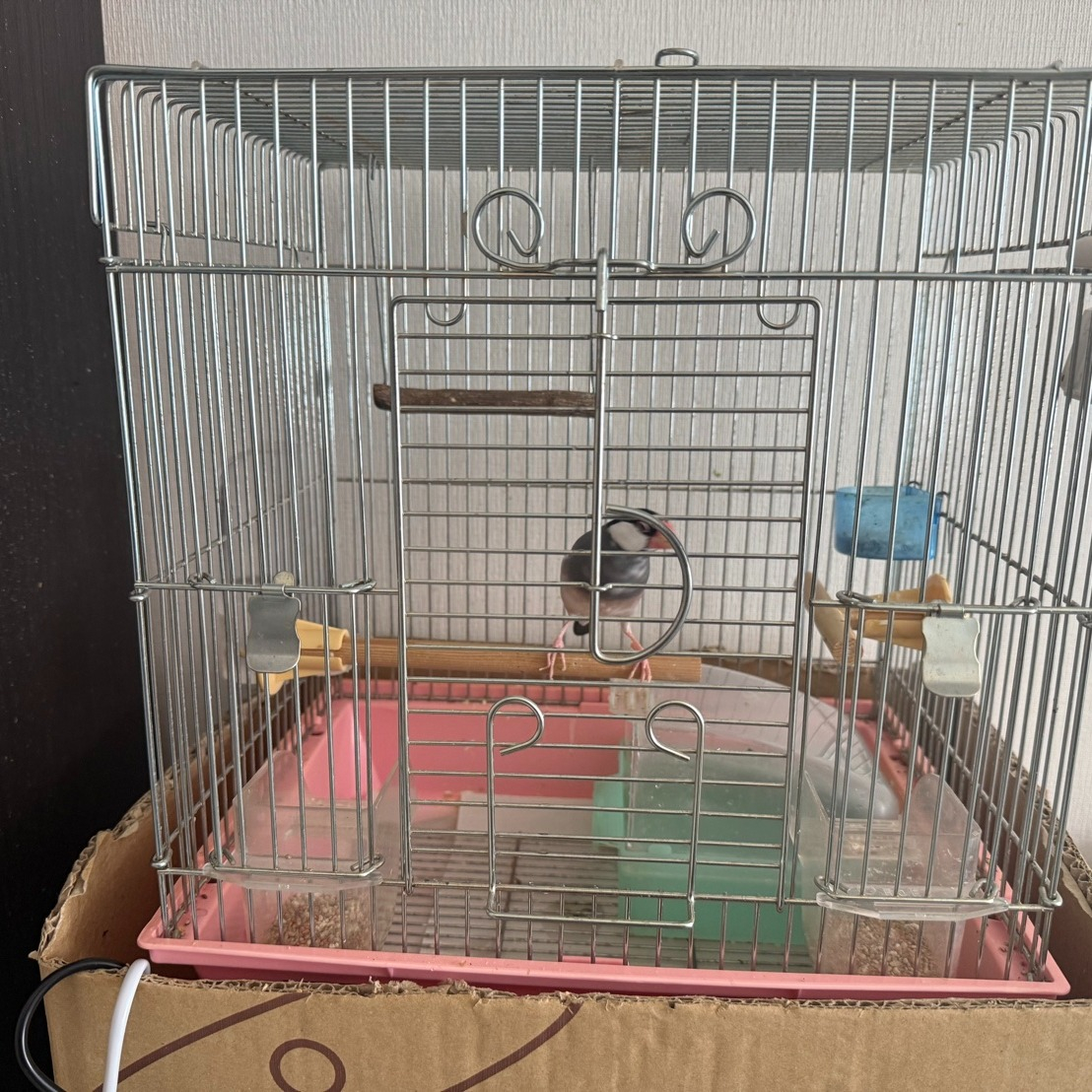 🐦✨先週のお世話レポート✨🐦