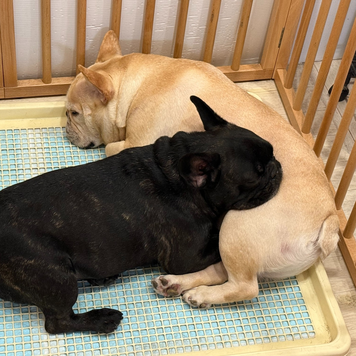 久しぶりにシッターさんのお客さまワンコ投稿。