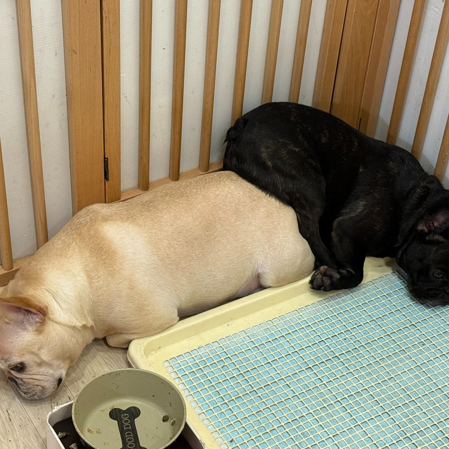 久しぶりにシッターさんのお客さまワンコ投稿。