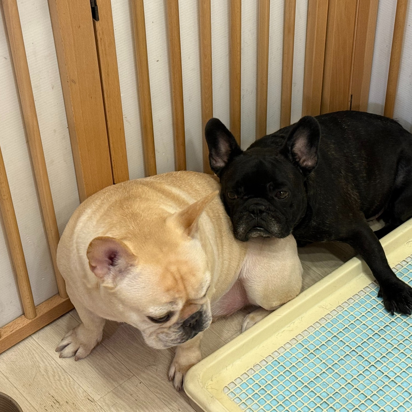 久しぶりにシッターさんのお客さまワンコ投稿。