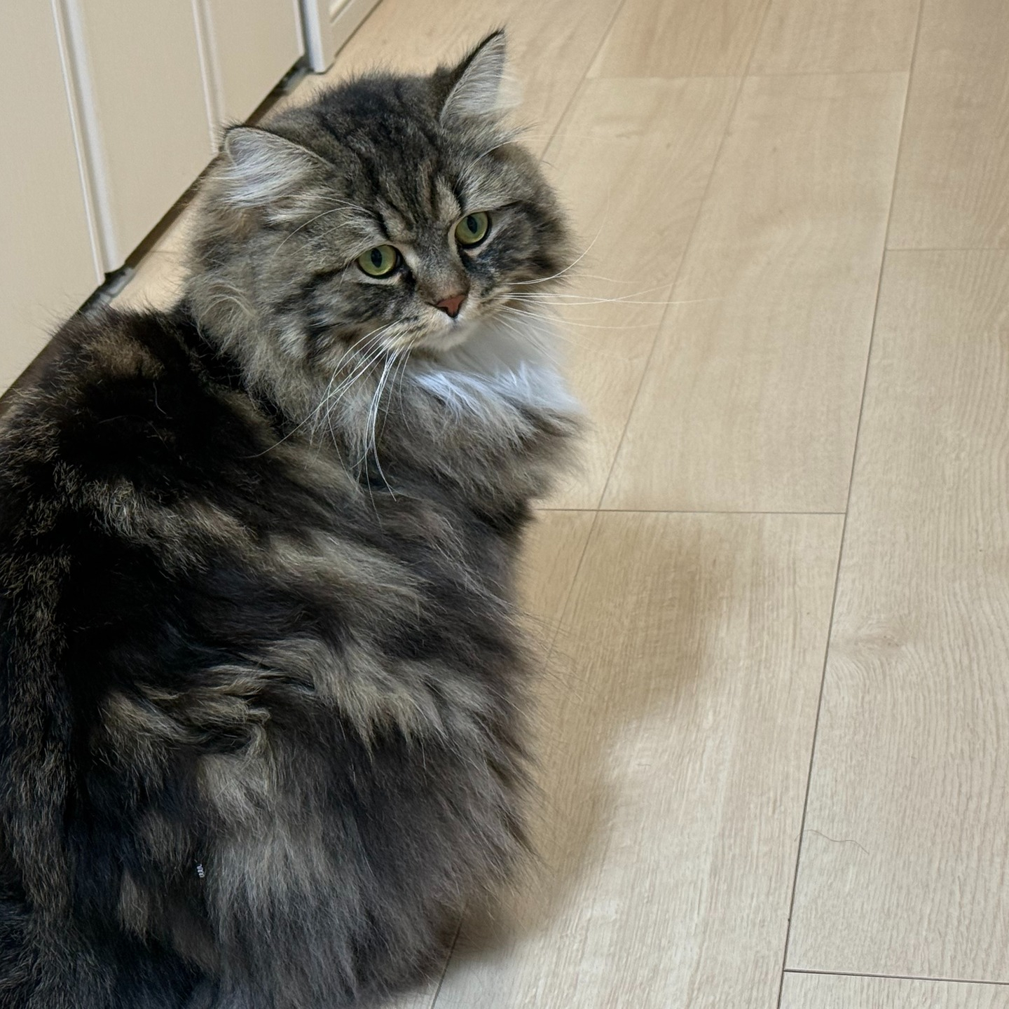 【シッター報告】🐾