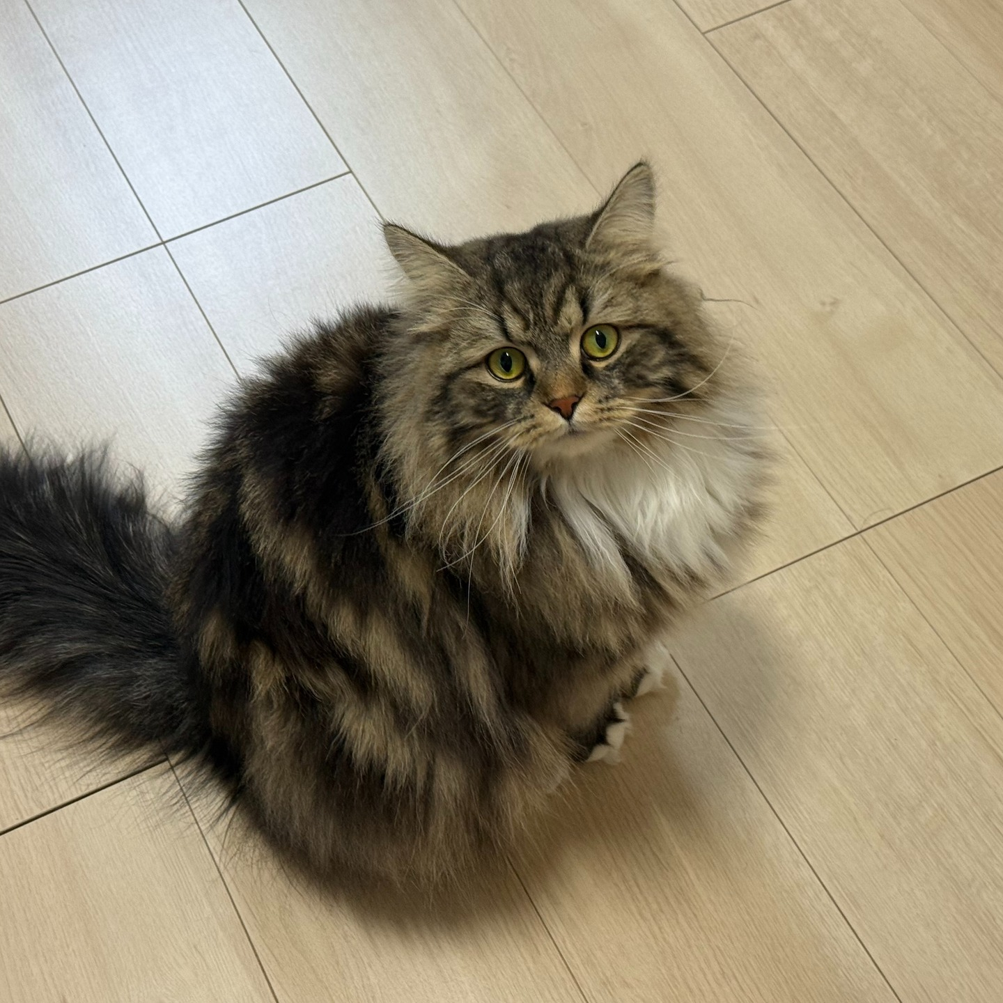 【シッター報告】🐾