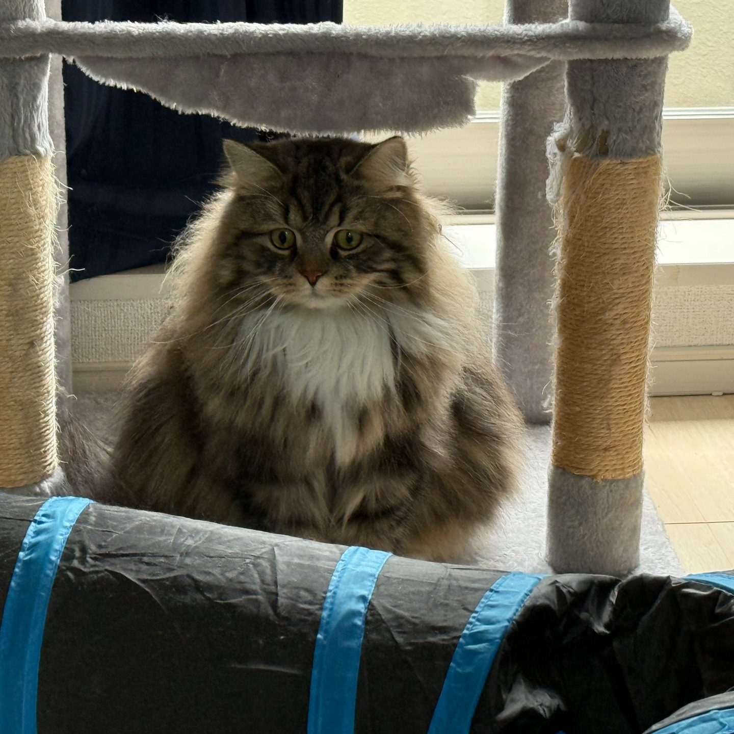 【シッター報告】🐾