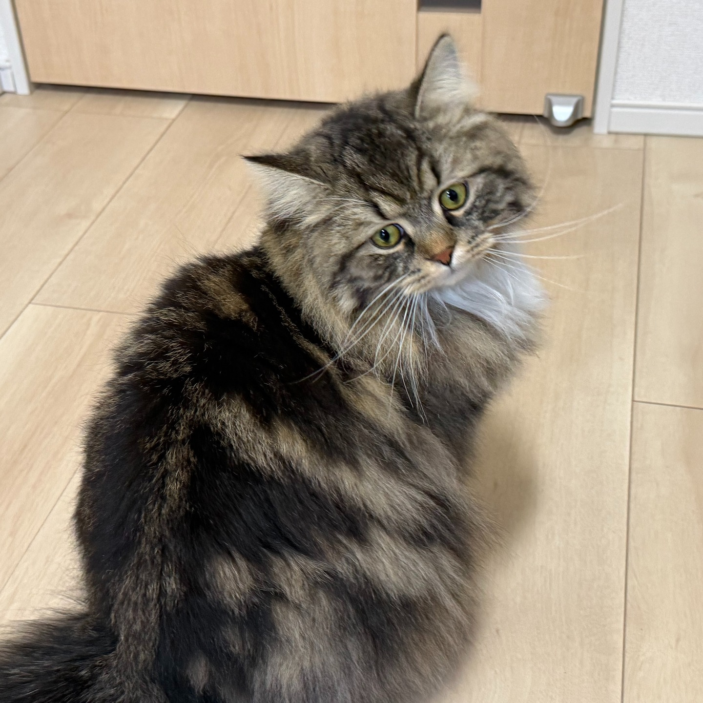 【シッター報告】🐾