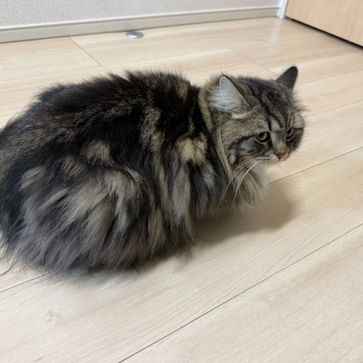 【シッター報告】🐾