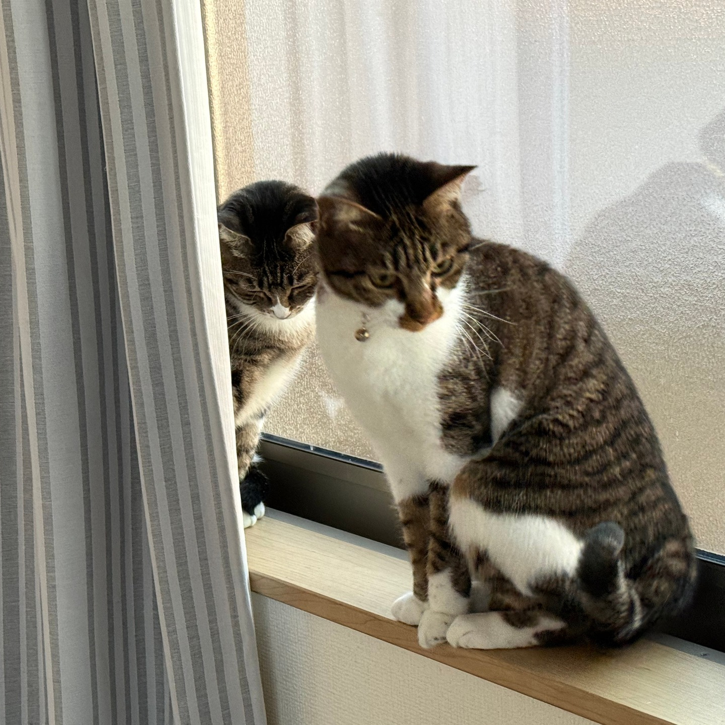 【年末年始のシッター報告🎍✨②】