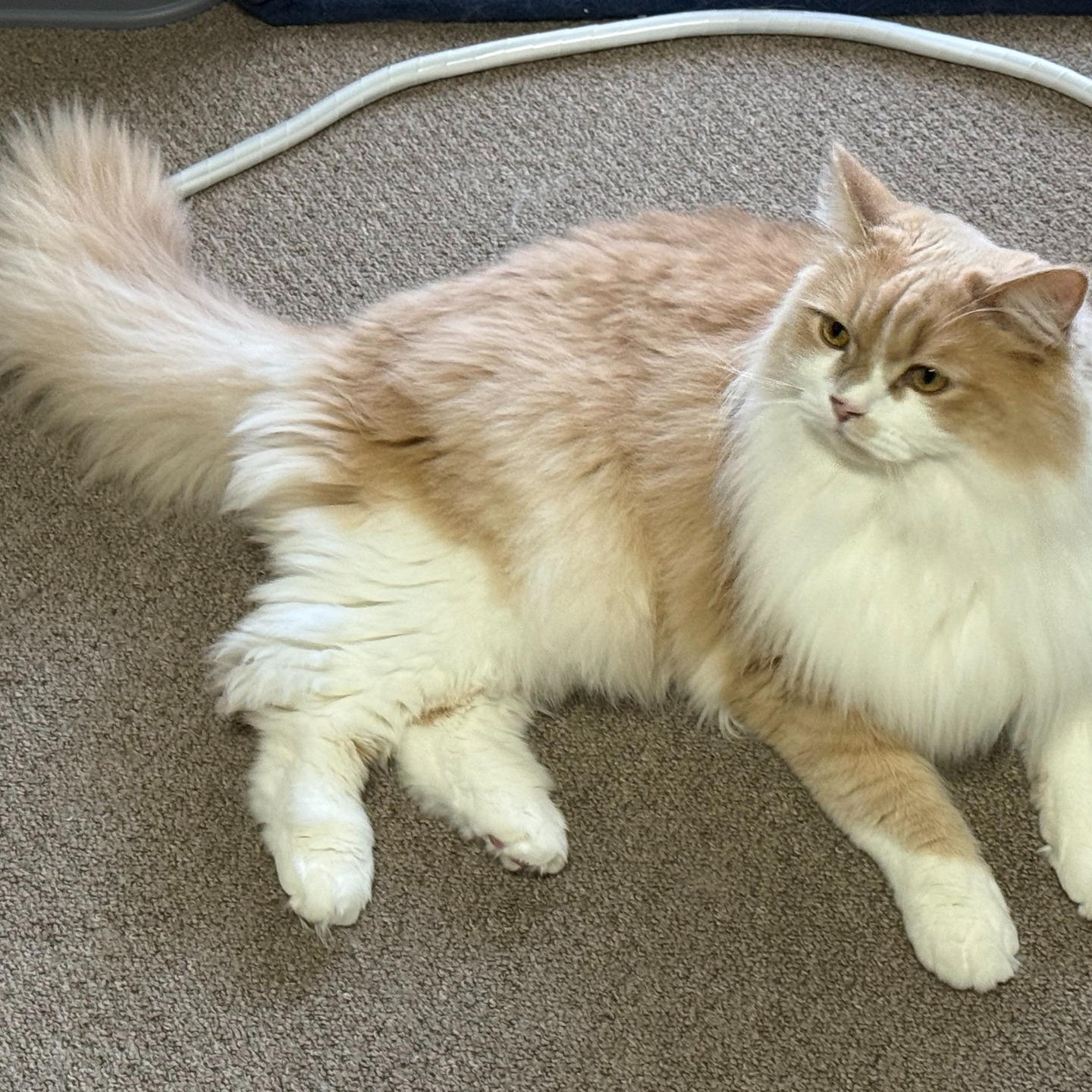 【年末年始のペットシッター日記🐾✨】