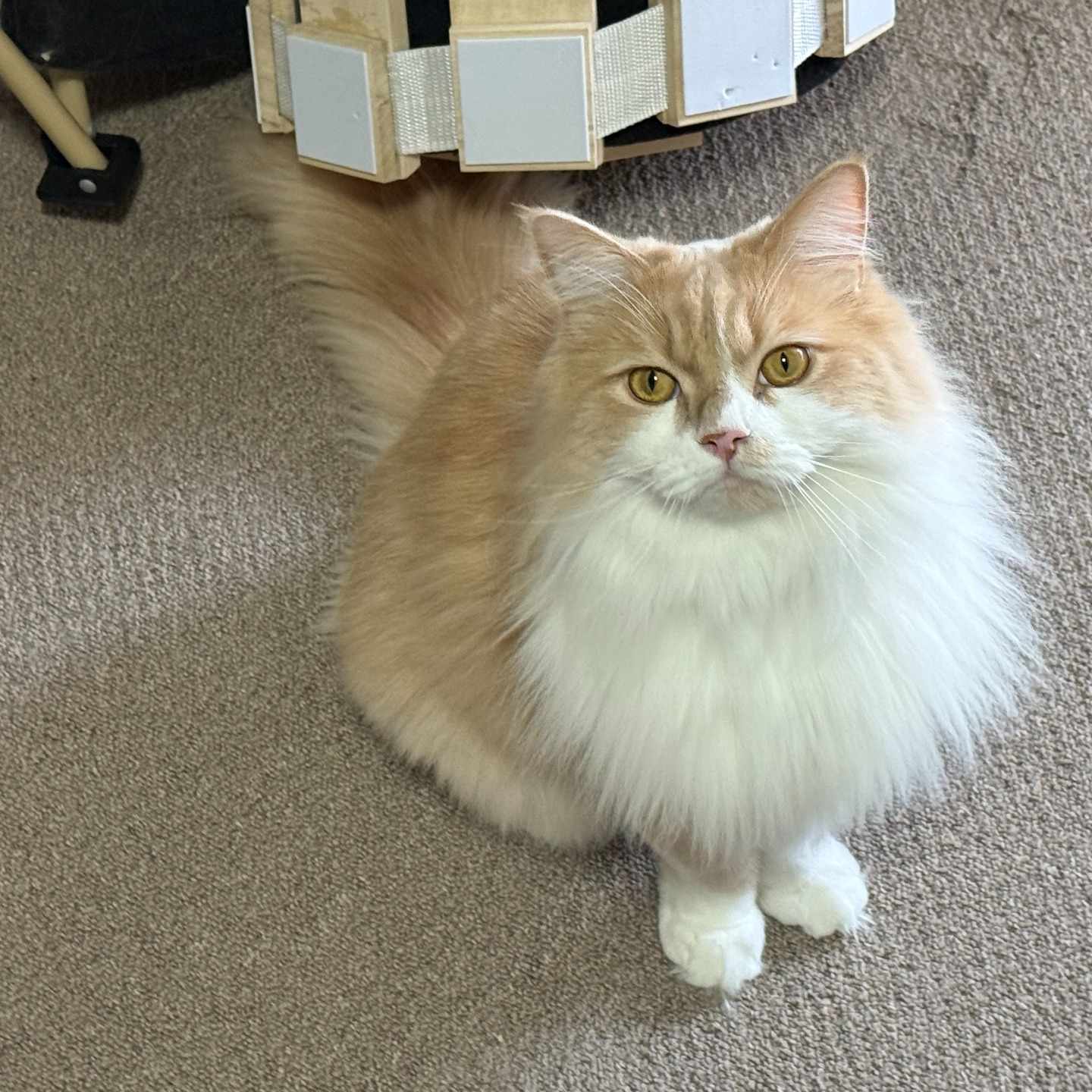 【年末年始のペットシッター日記🐾✨】