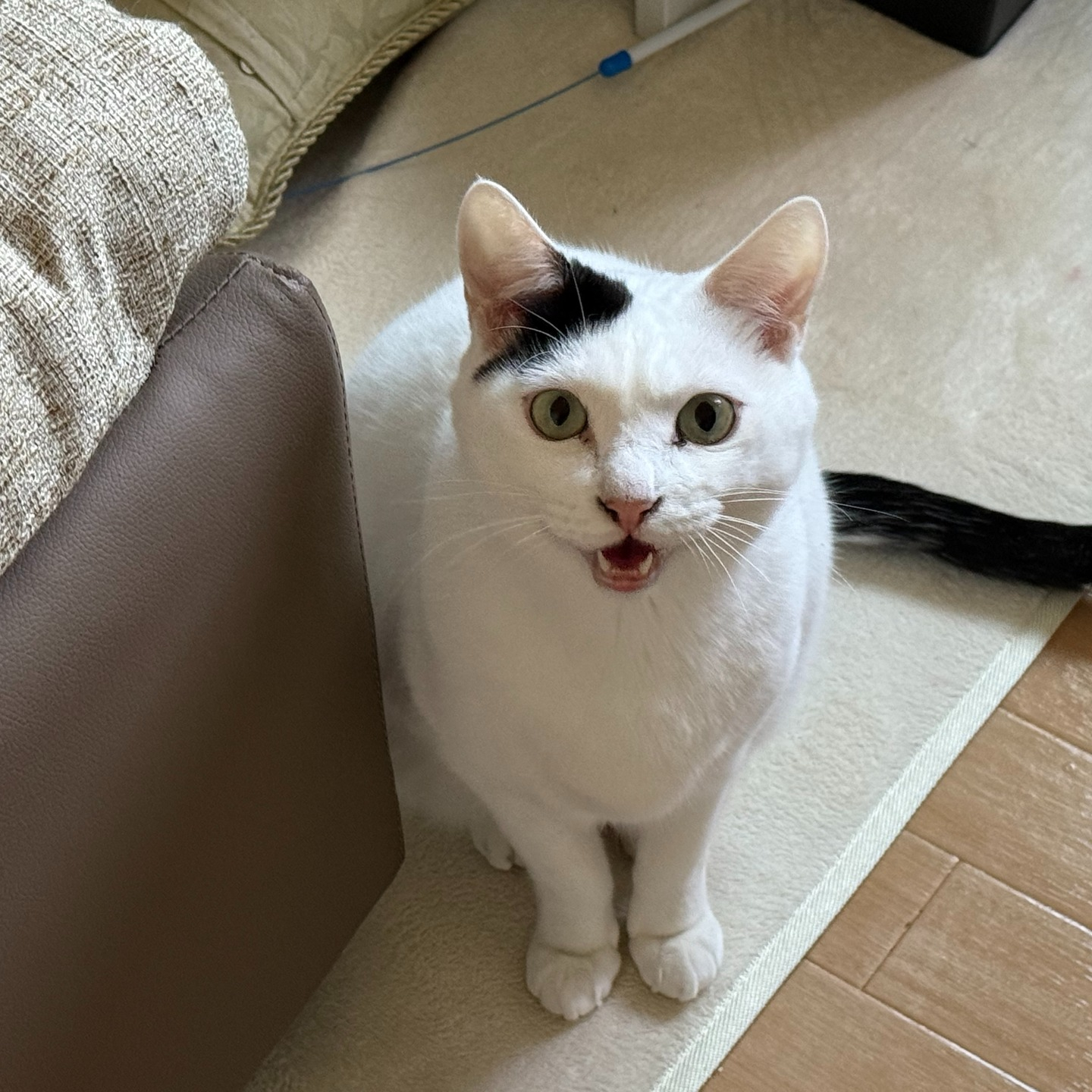 【年末年始のペットシッティング日記🌟🐾】