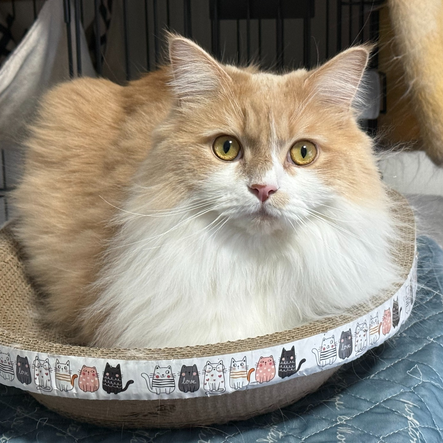 【シッター報告】🐾✨