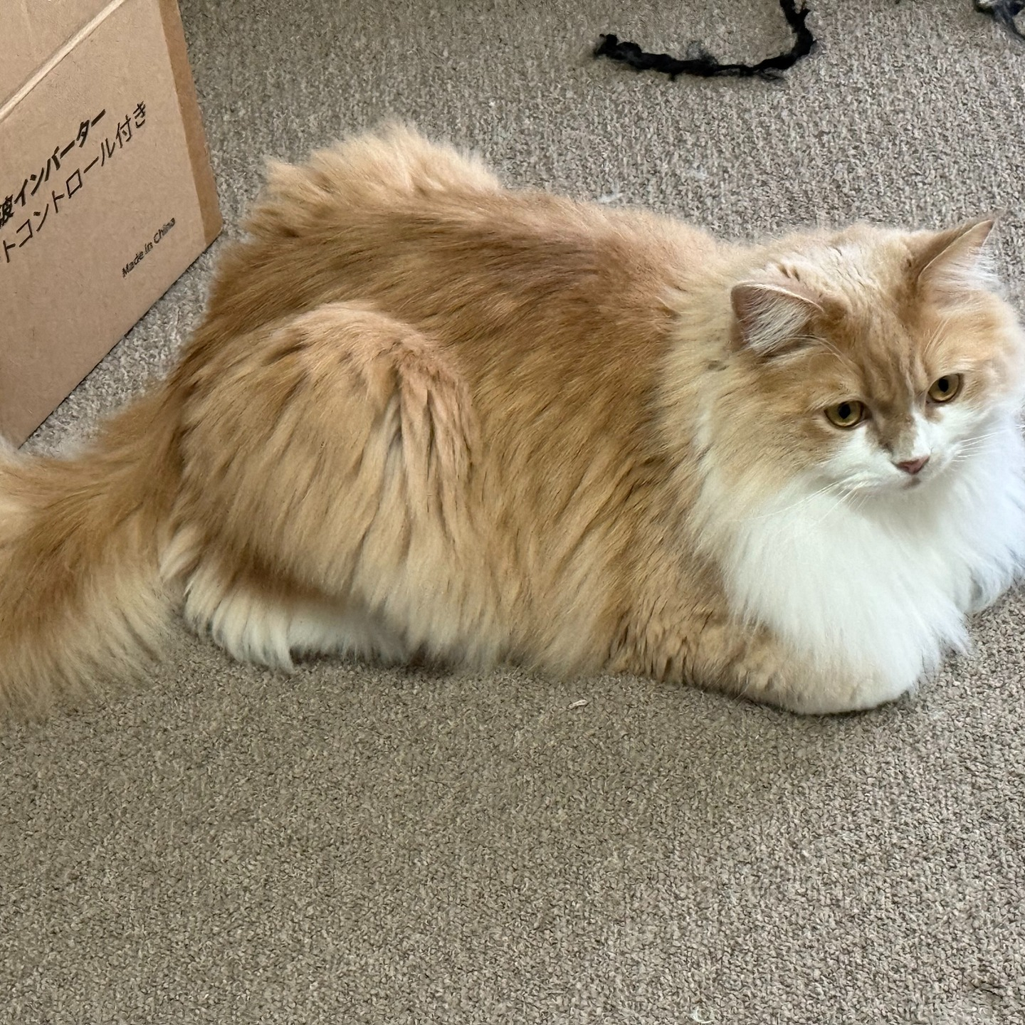 【シッター報告】🐾✨