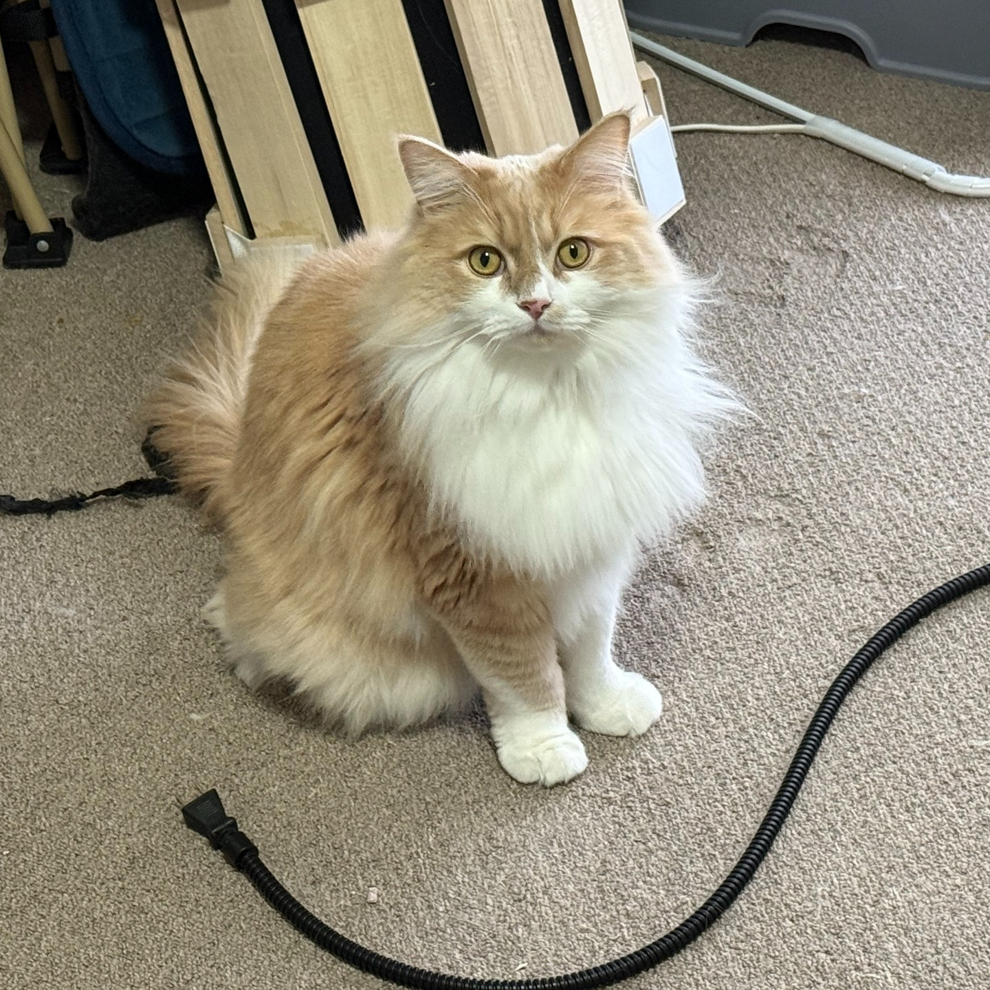 【シッター報告】🐾✨