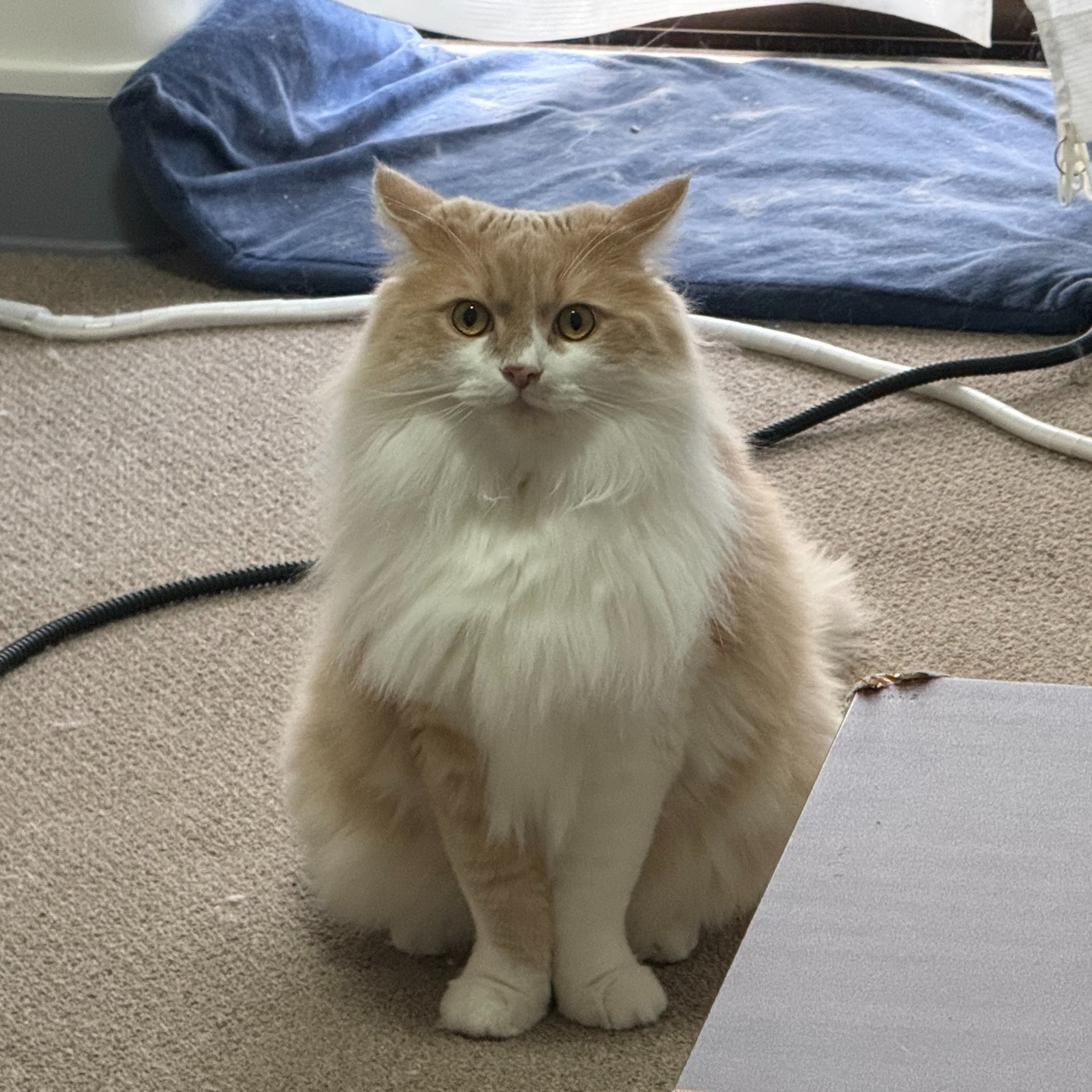 【シッター報告】🐾✨