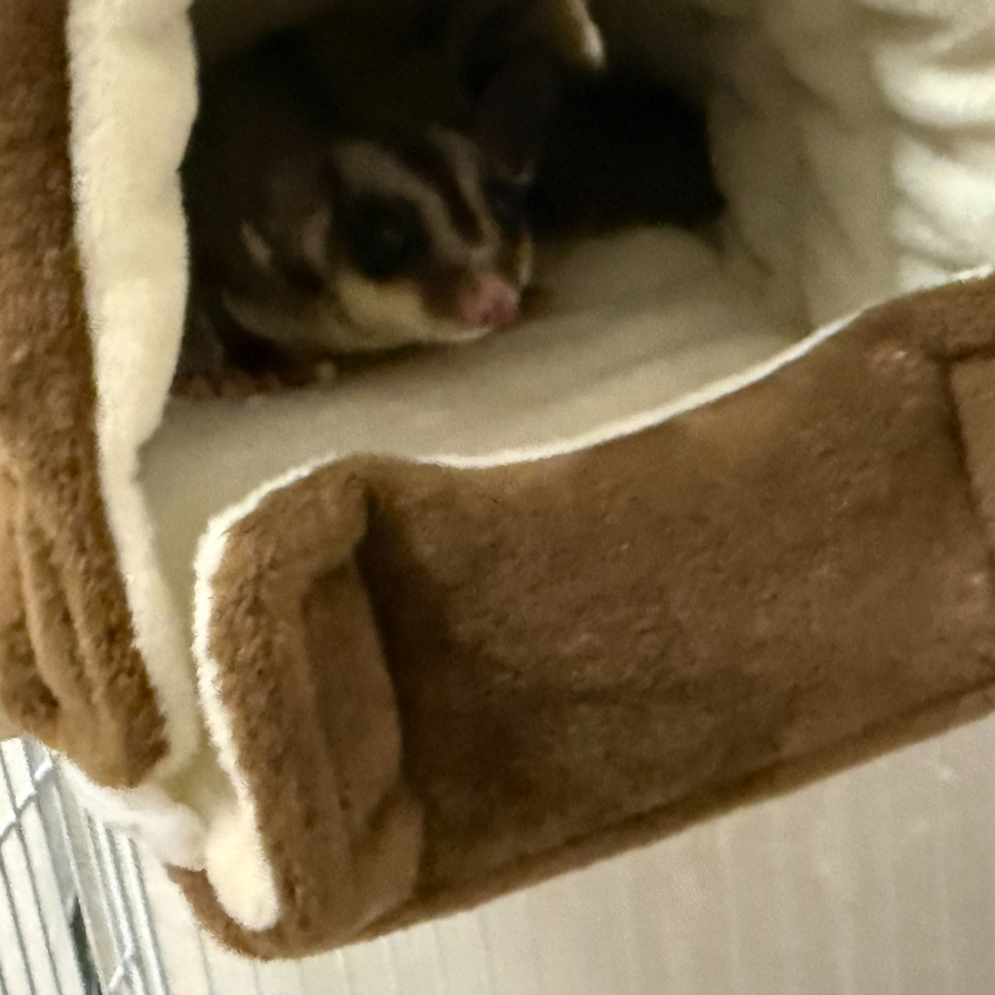 【ペットシッター日記】🐾✨